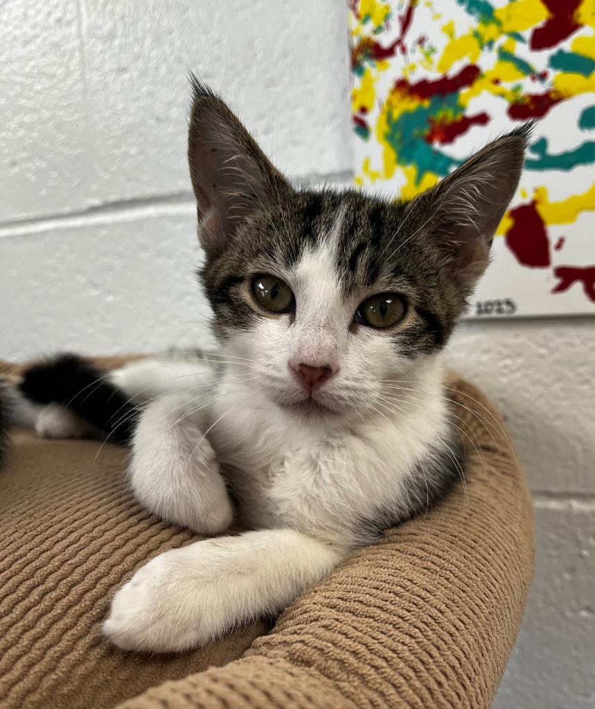 Enlarge Funfetti, a Adoptable mixed breed in Logan, UT image 2/2