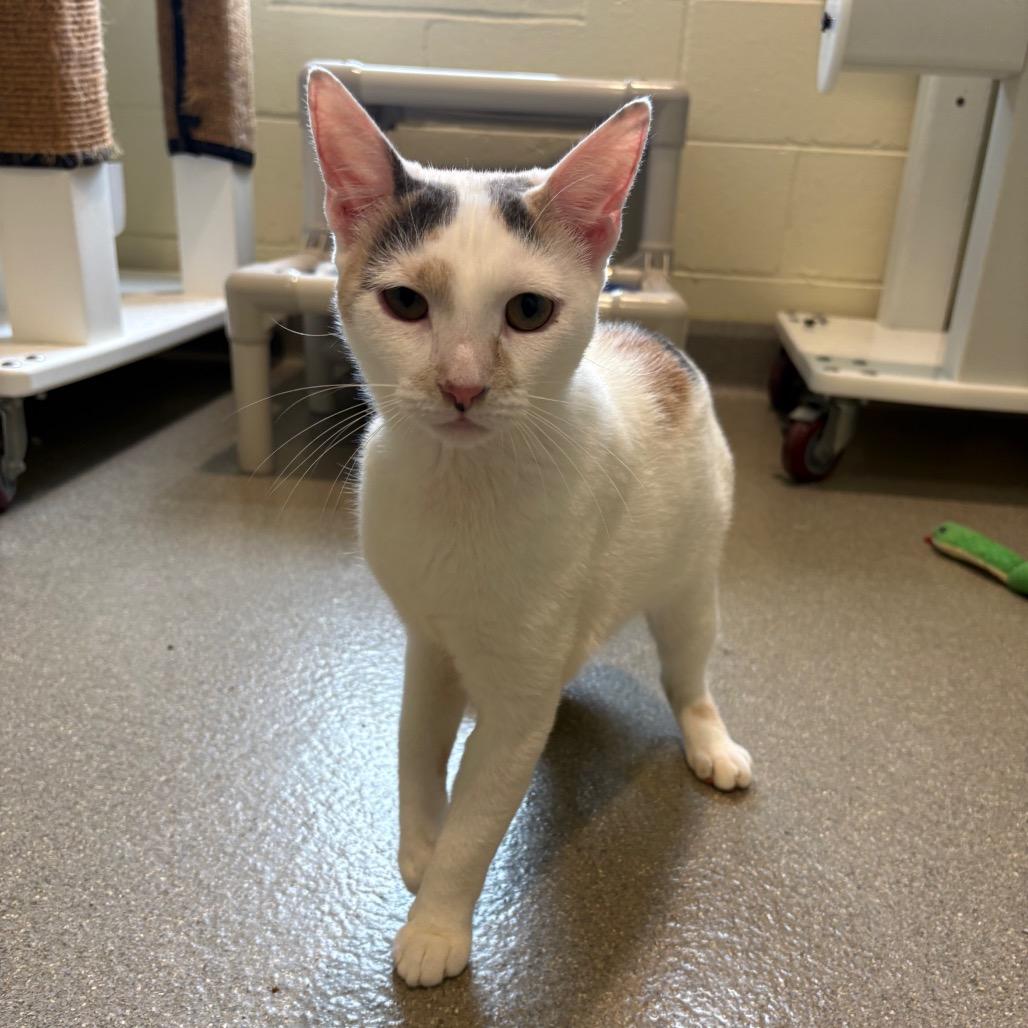 Harley, Adoptable, Adult Female Domestic Short Hair.