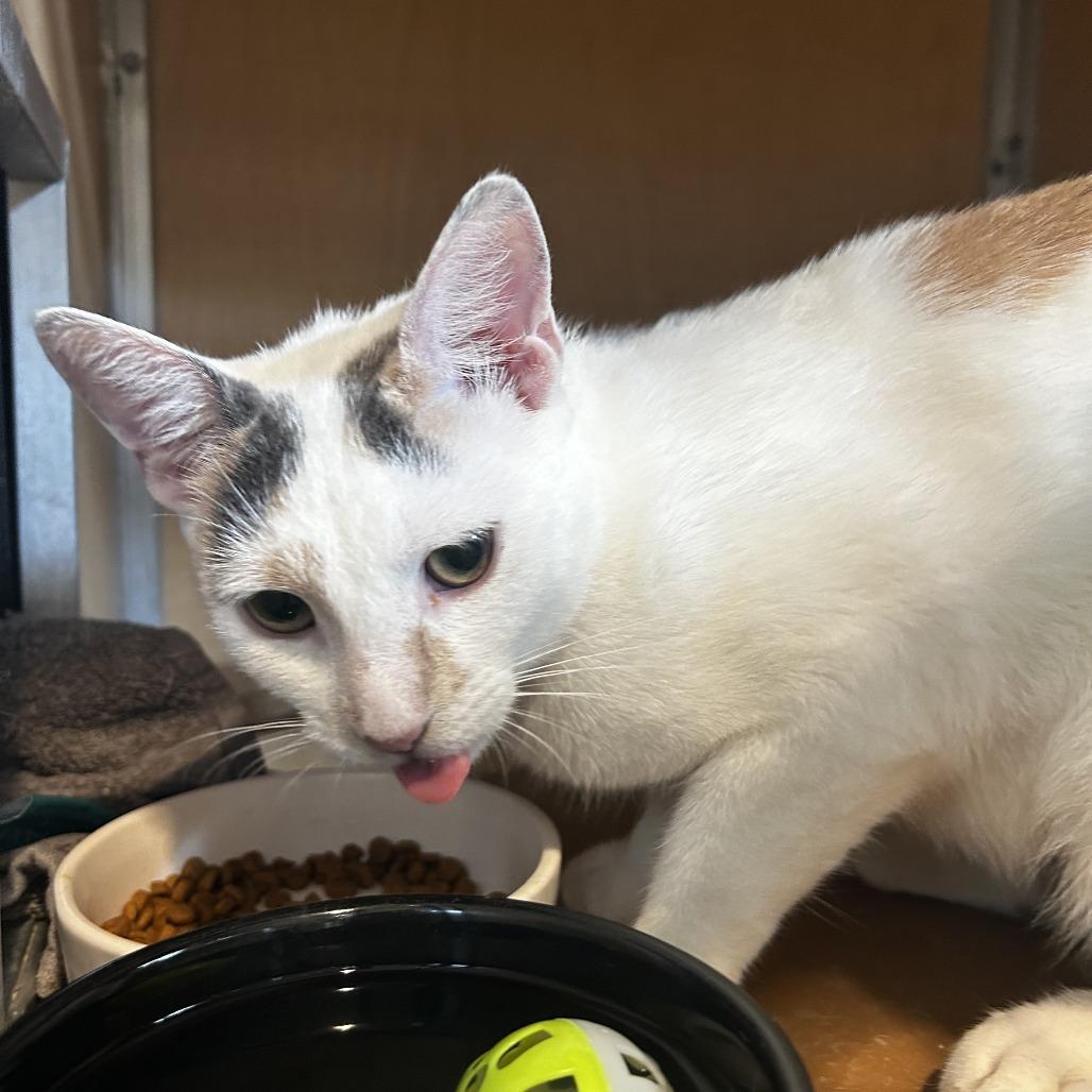 Enlarge Harley, a Adoptable Domestic Short Hair in Chesapeake, VA image 2/2