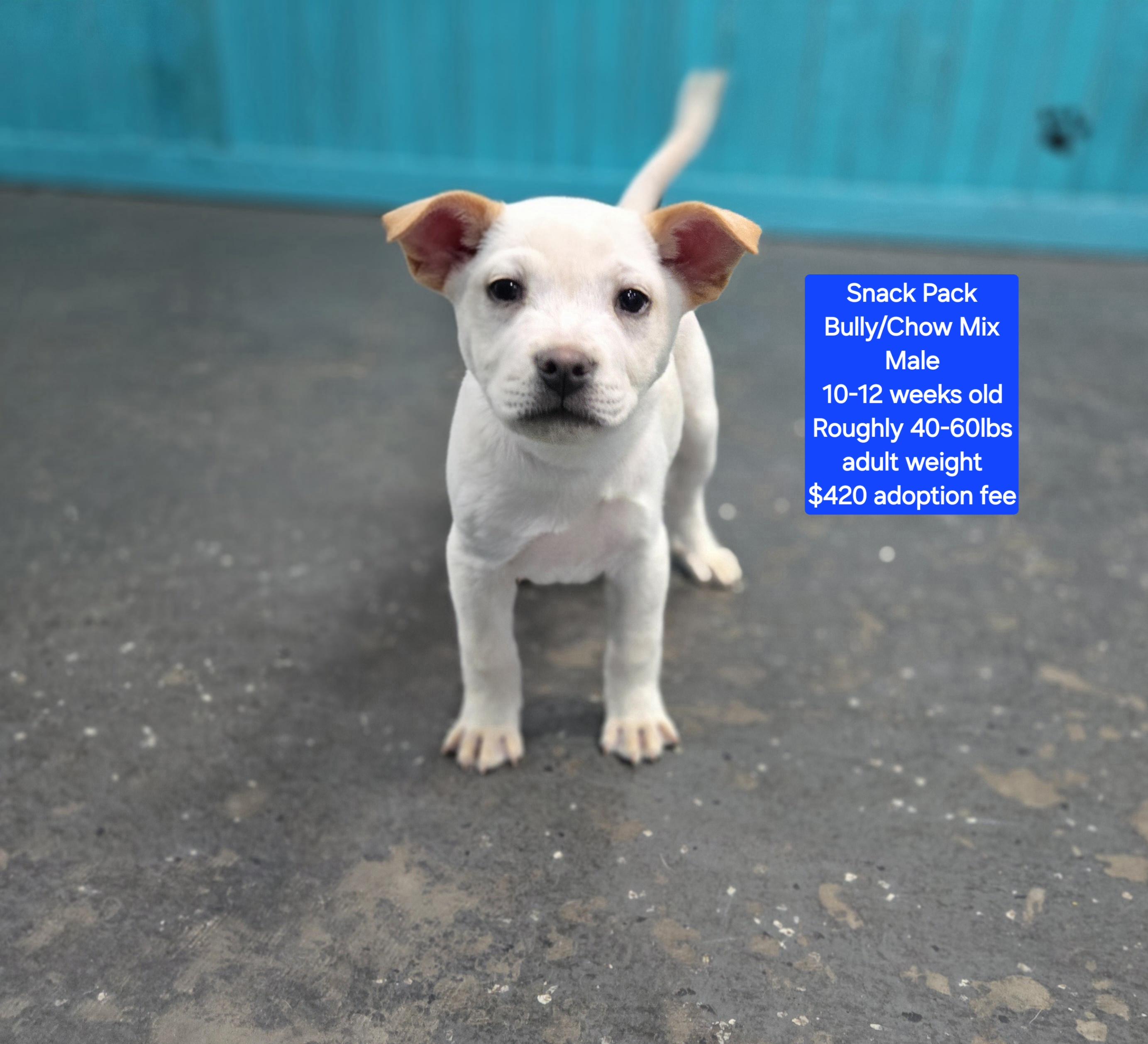 Snack Pack, ADOPTABLE, Puppy Male American Bully & Chow Chow.