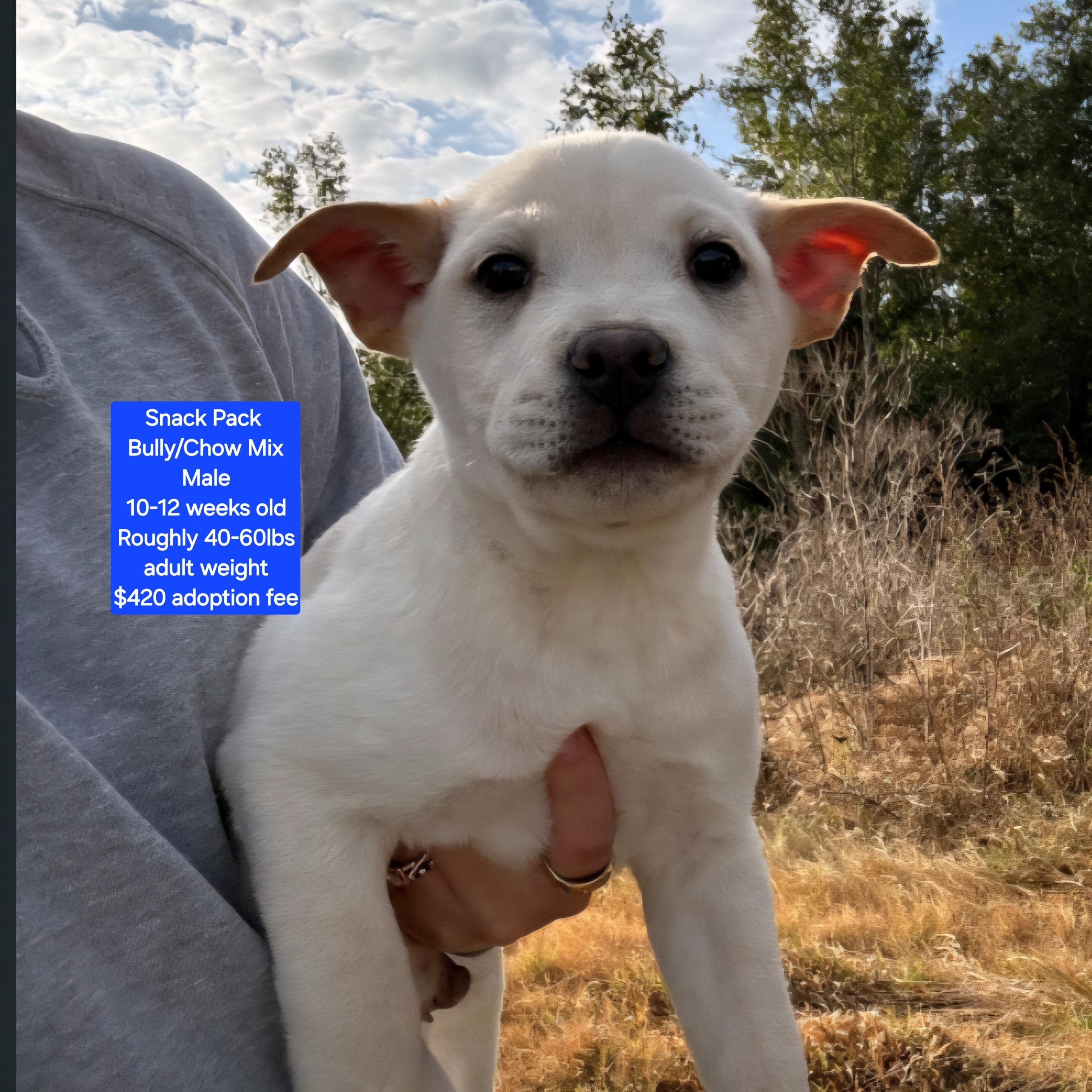 Snack Pack, ADOPTABLE, Puppy Male American Bully & Chow Chow.