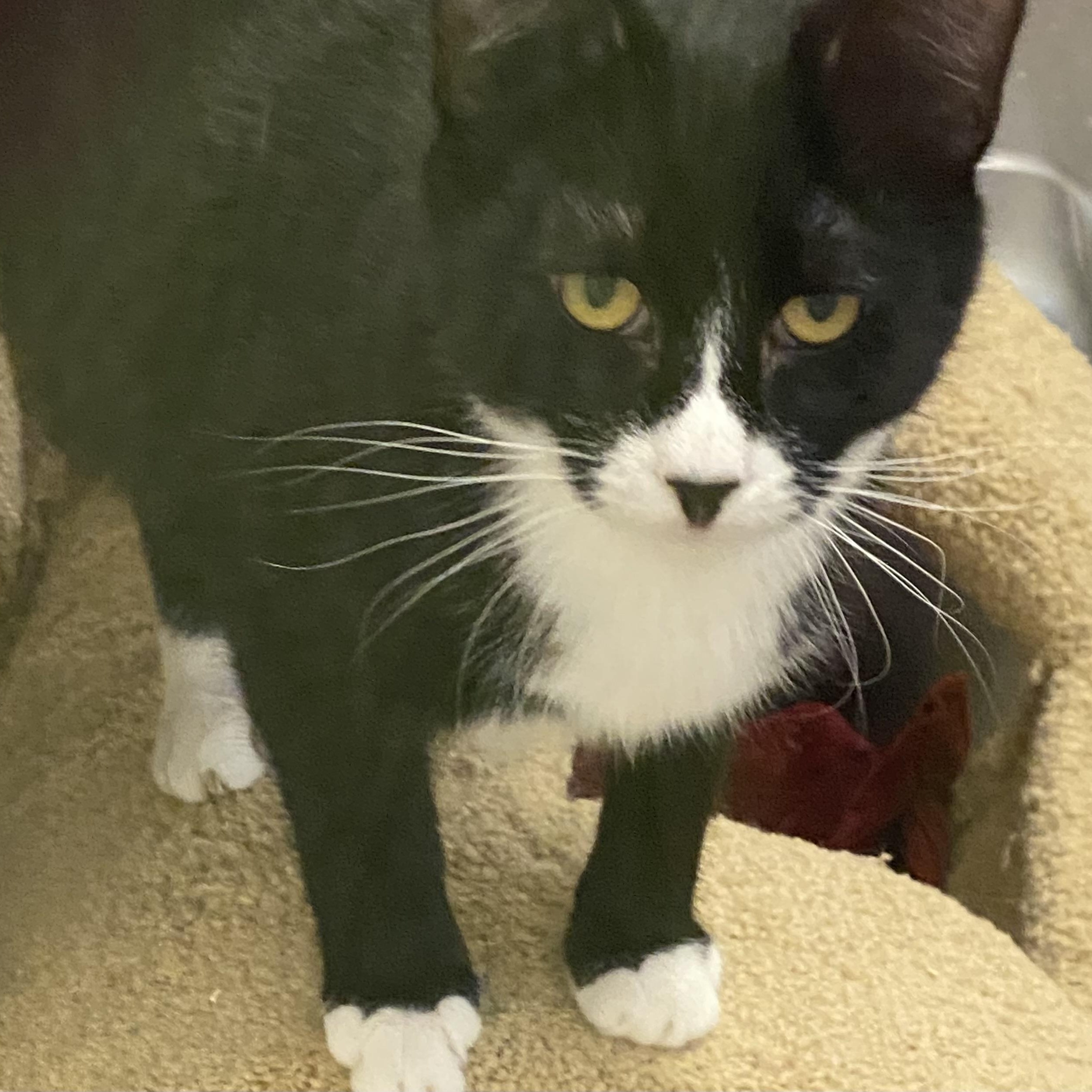 Enlarge Traveler, a Adoptable Tuxedo in Stanwood, WA image 1/4