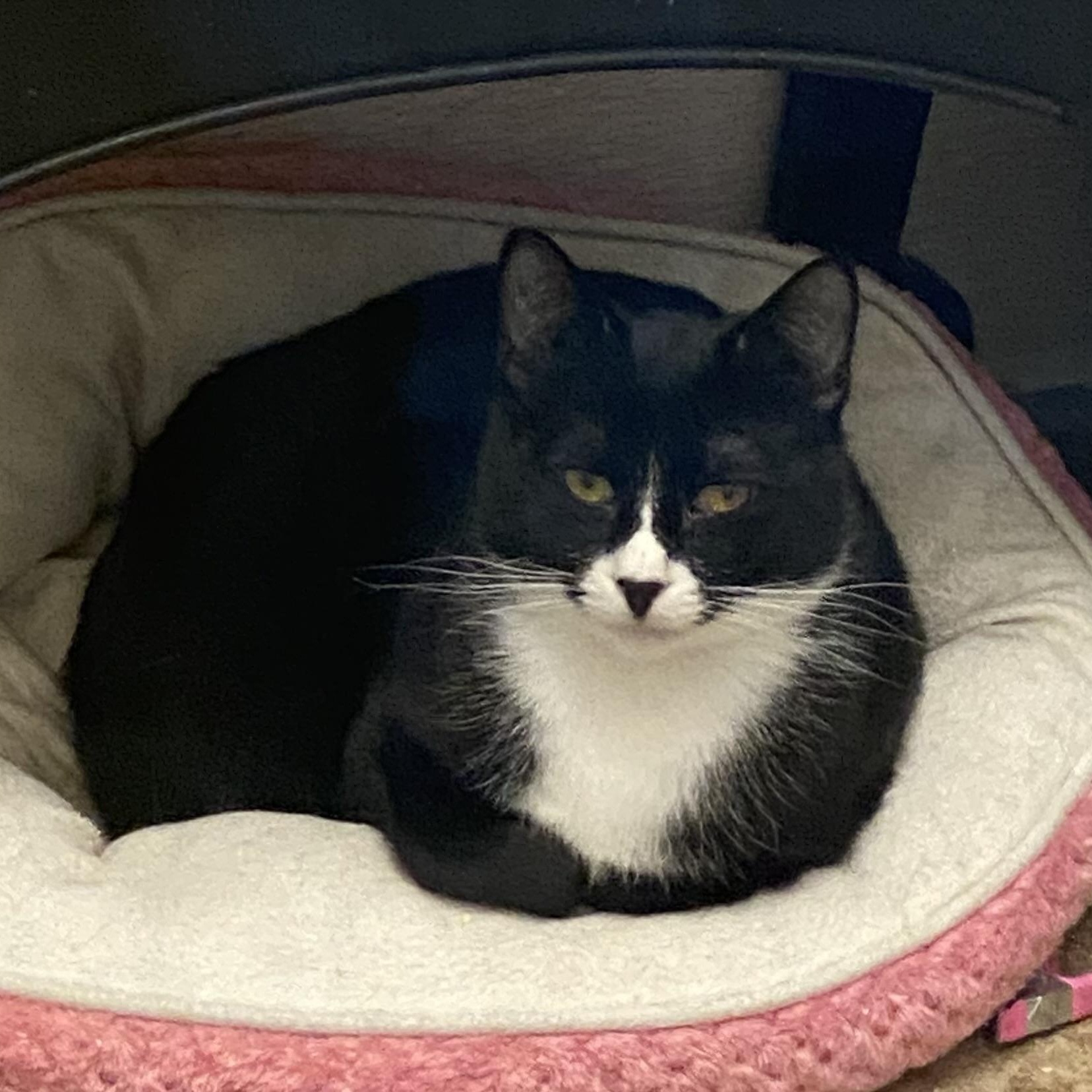 Enlarge Traveler, a Adoptable Tuxedo in Stanwood, WA image 2/4