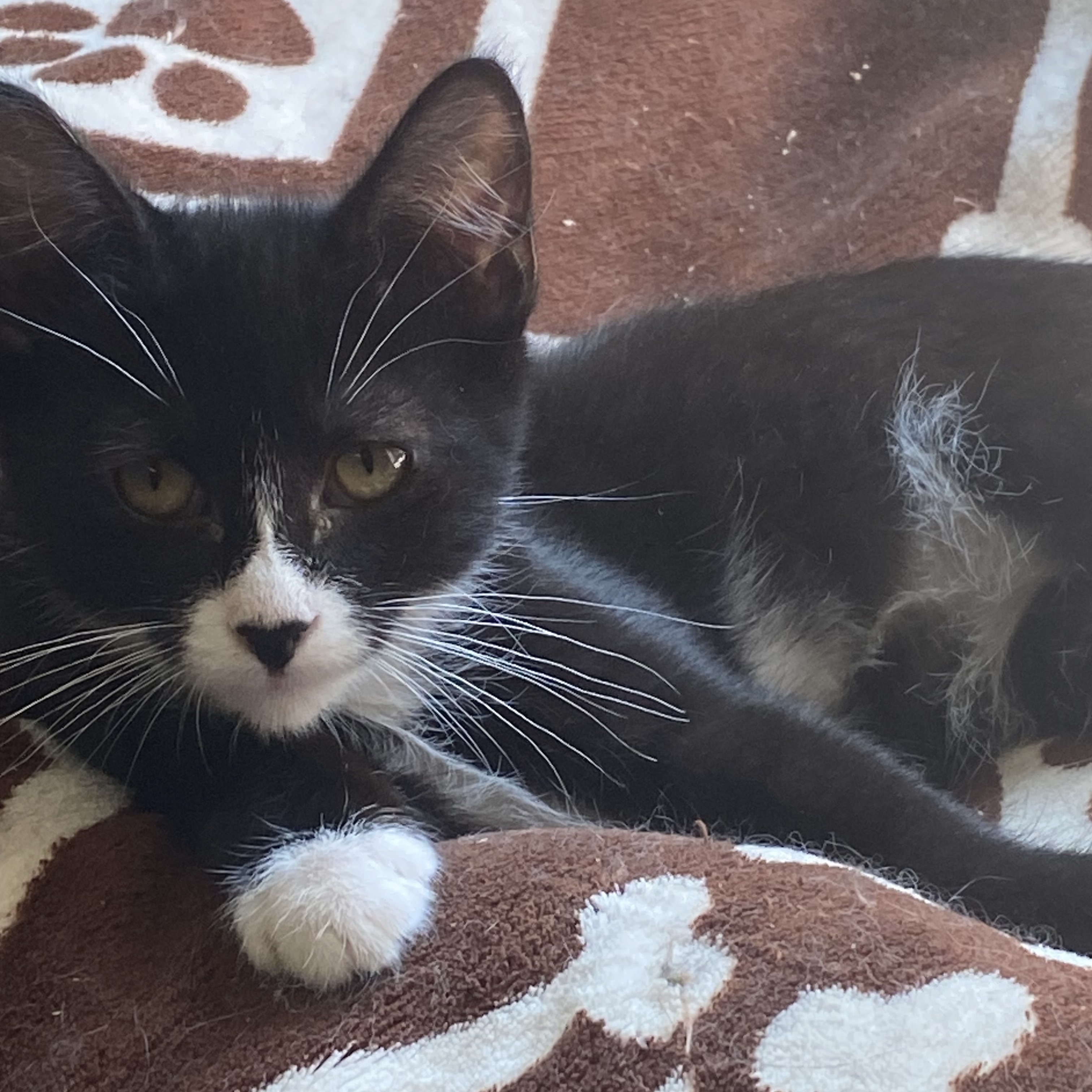 Enlarge Traveler, a Adoptable Tuxedo in Stanwood, WA image 3/4