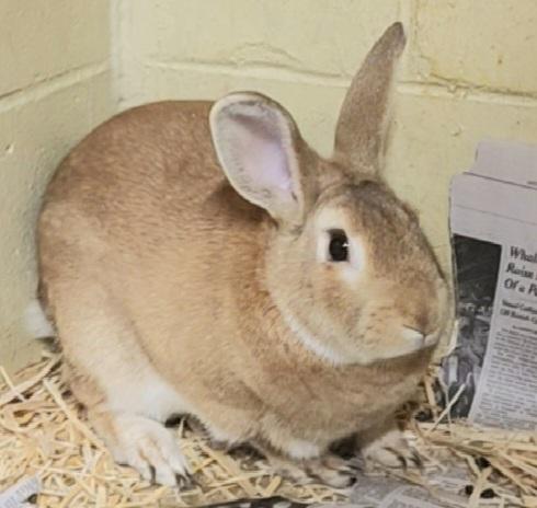 TIMOTHY, Adoptable, Young Male Bunny Rabbit.