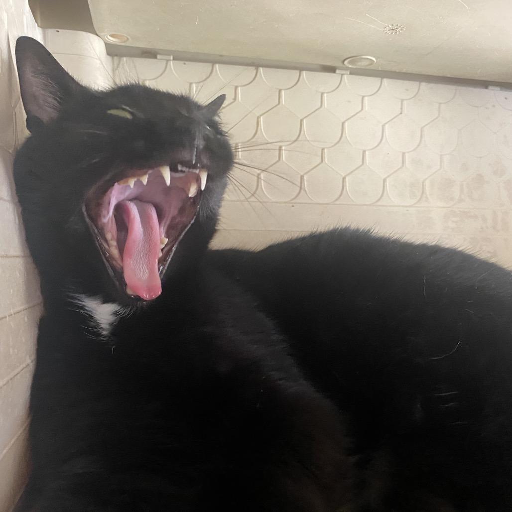 Enlarge Shadow, a Adoptable Domestic Short Hair in Eureka Springs, AR image 1/6