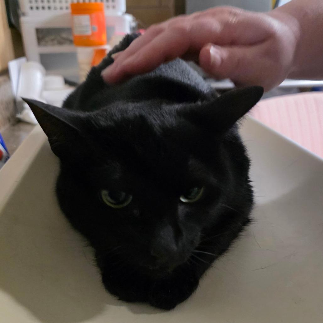 Enlarge Shadow, a Adoptable Domestic Short Hair in Eureka Springs, AR image 1/1