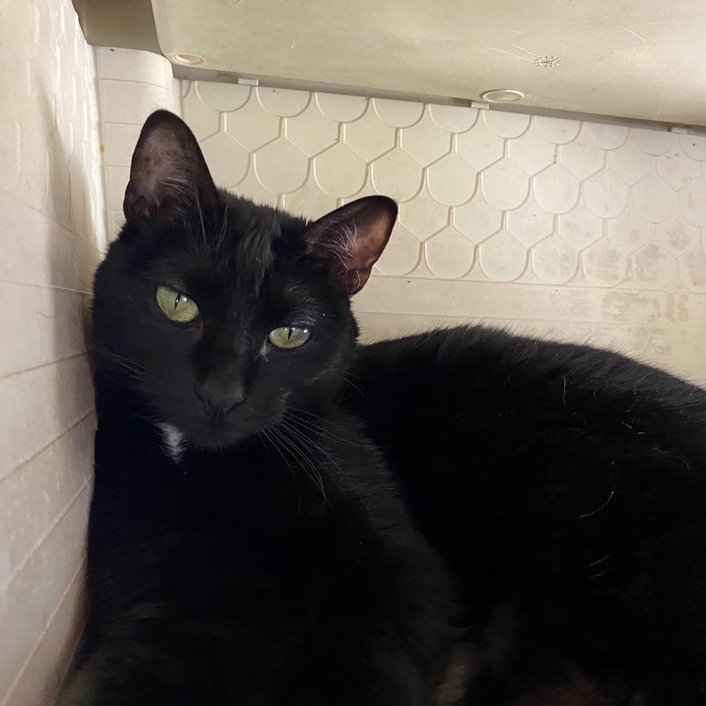 Enlarge Shadow, a Adoptable Domestic Short Hair in Eureka Springs, AR image 3/6