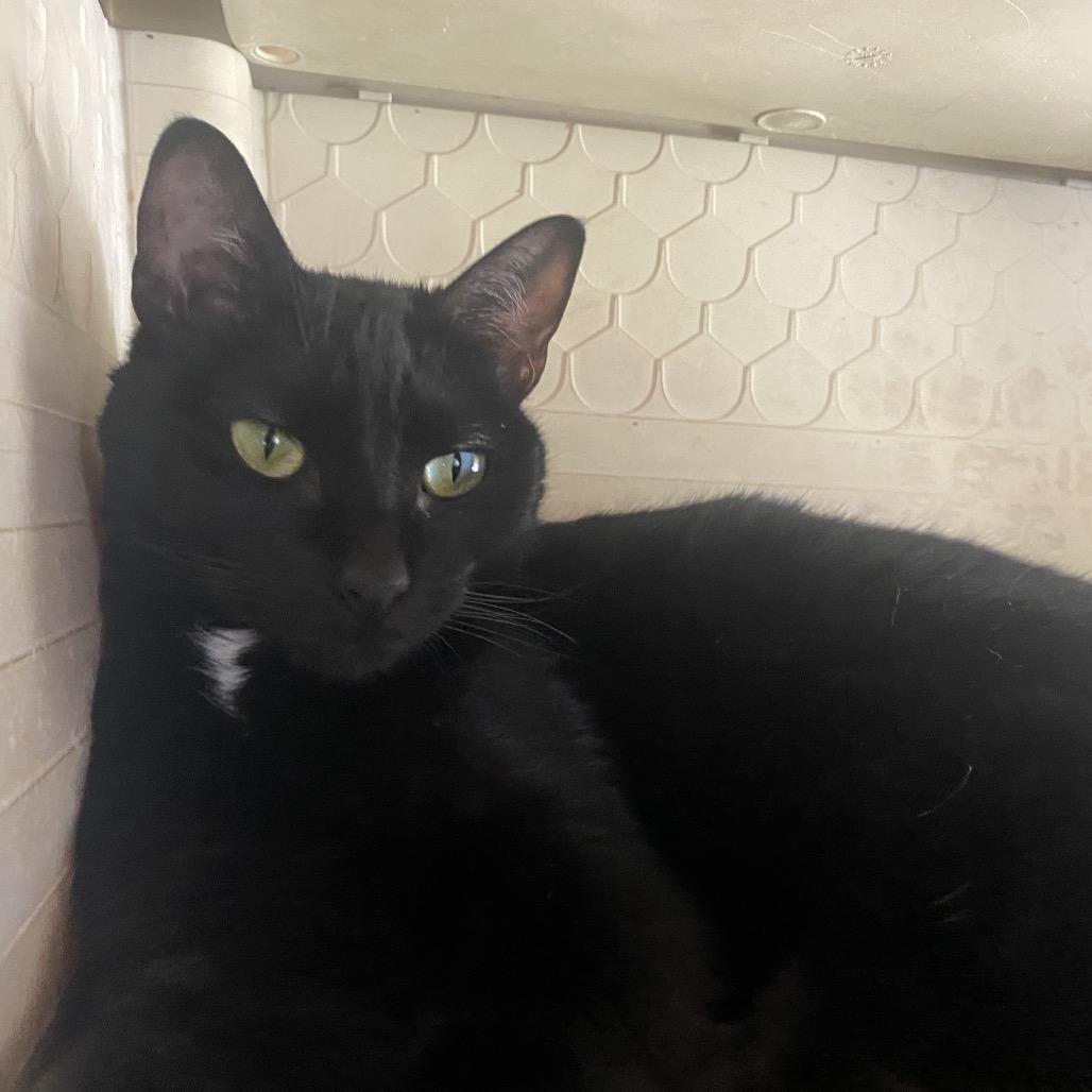 Enlarge Shadow, a Adoptable Domestic Short Hair in Eureka Springs, AR image 4/6