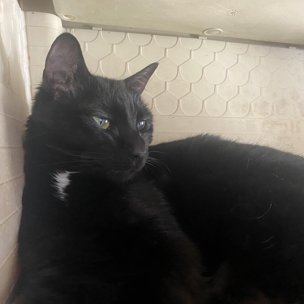 Enlarge Shadow, a Adoptable Domestic Short Hair in Eureka Springs, AR image 5/6