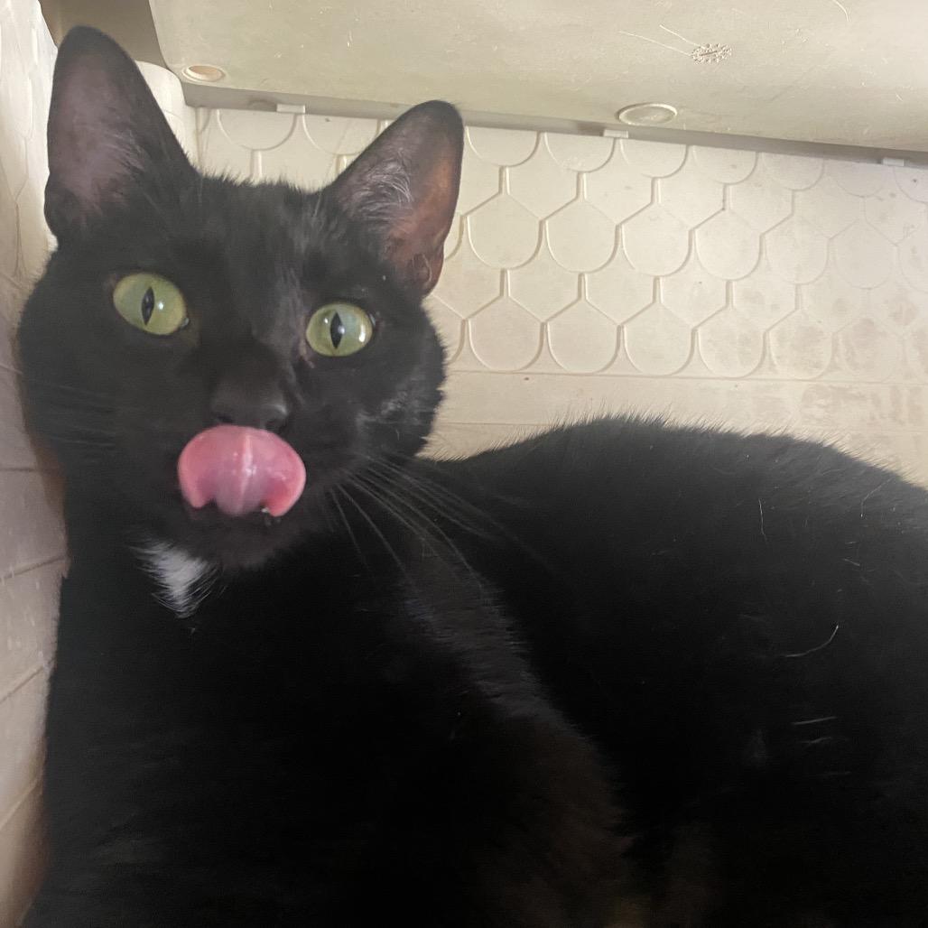 Enlarge Shadow, a Adoptable Domestic Short Hair in Eureka Springs, AR image 6/6