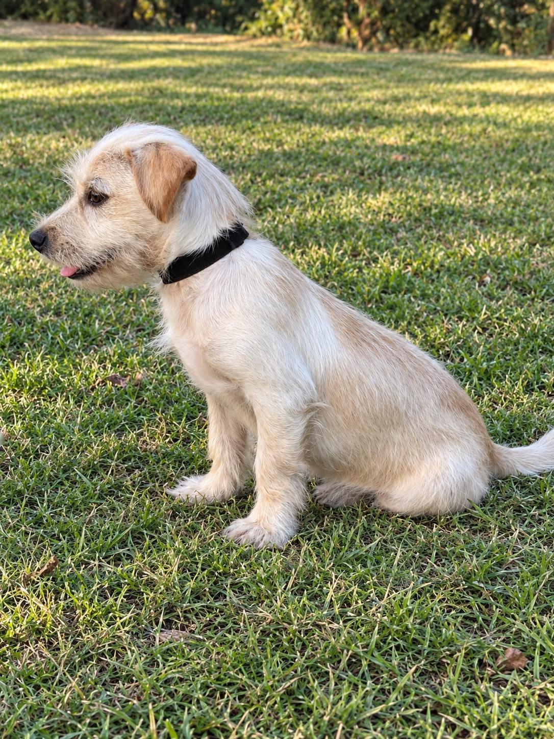 Liam, Adoptable, Young Male Terrier.