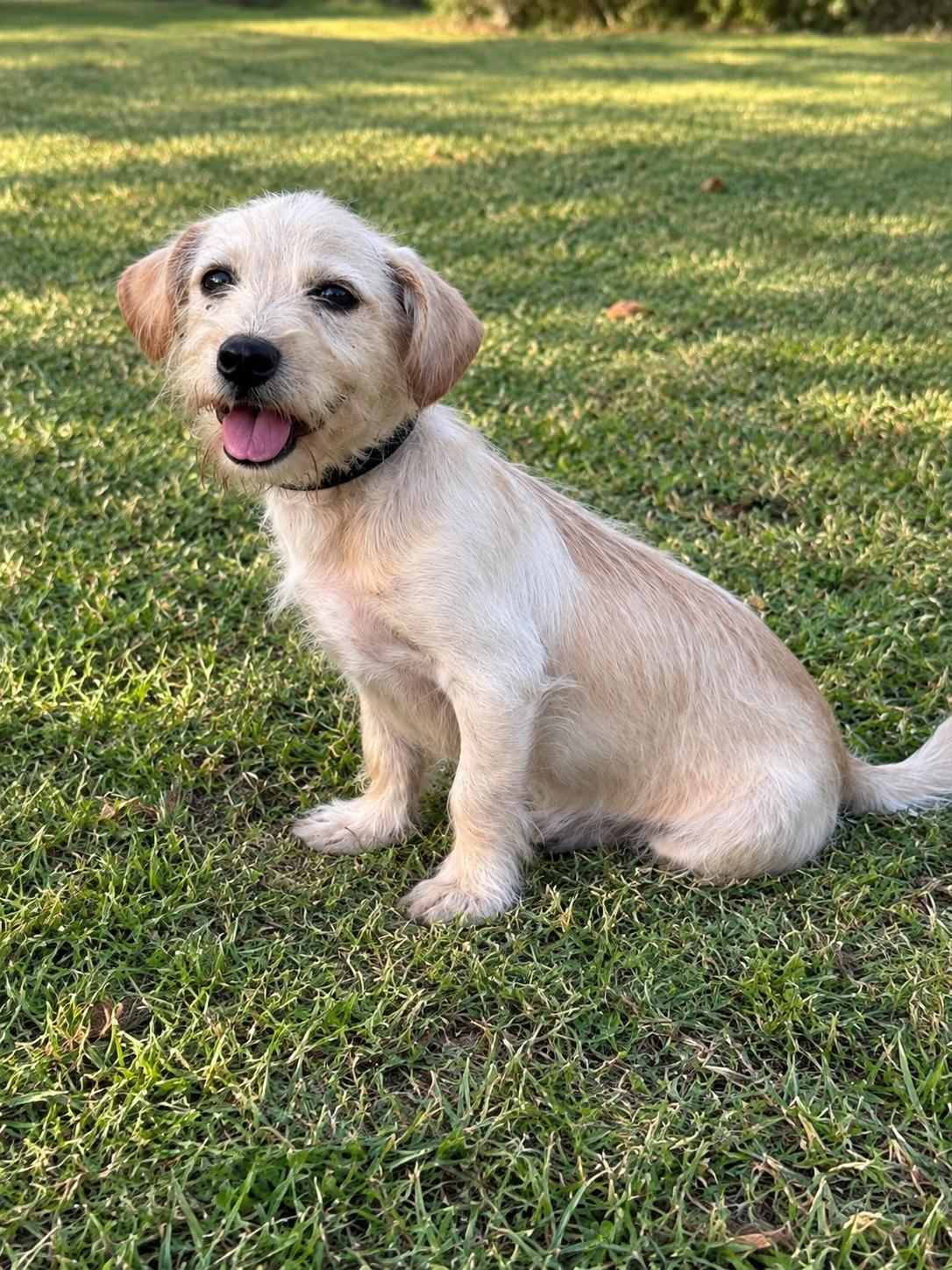Enlarge Liam, a Adoptable Terrier in Helotes, TX image 2/3