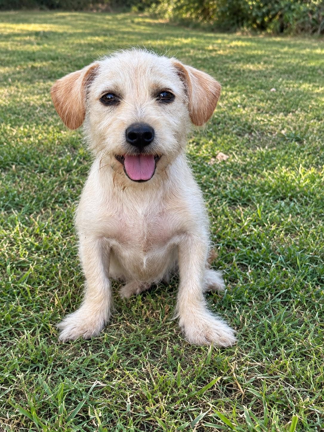 Enlarge Liam, a Adoptable Terrier in Helotes, TX image 3/3