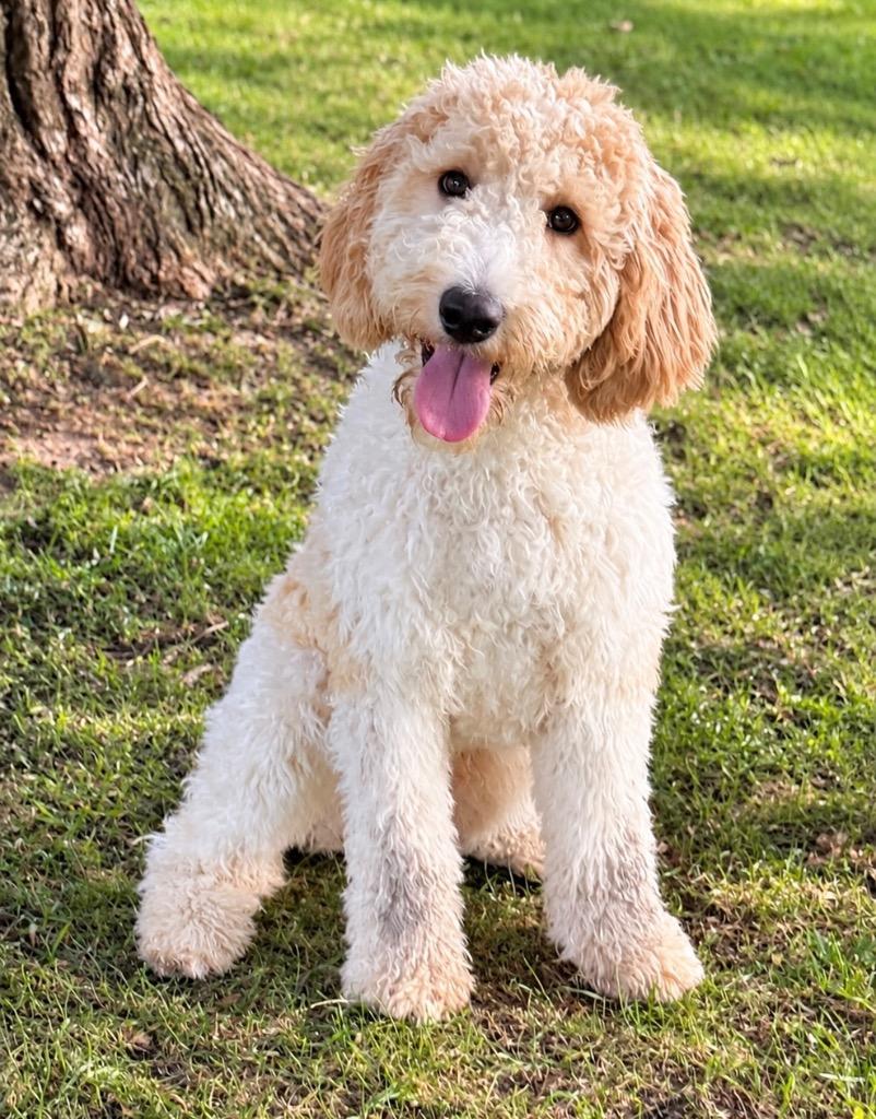 Enlarge Kookie, a Adoptable Golden Retriever in West Bloomfield, MI image 2/5