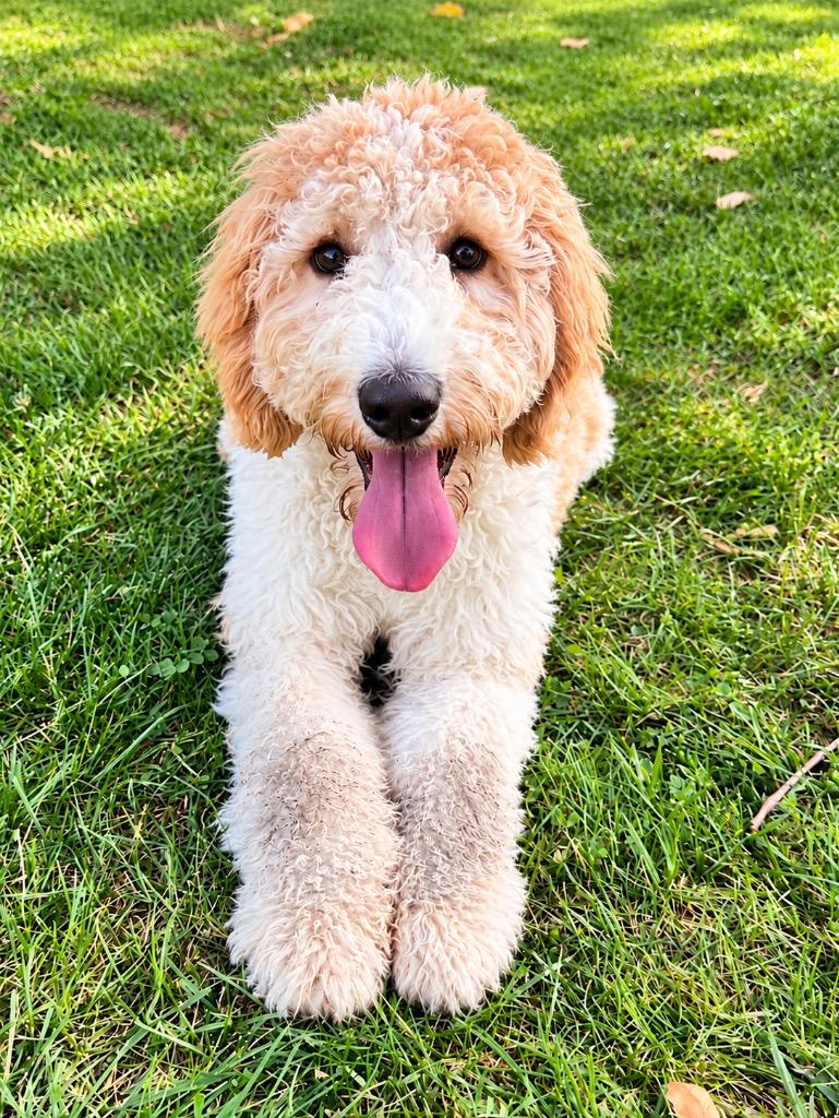 Enlarge Kookie, a Adoptable Golden Retriever in West Bloomfield, MI image 3/5
