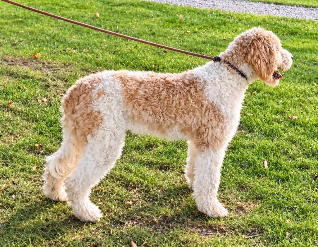 Enlarge Kookie, a Adoptable Golden Retriever in West Bloomfield, MI image 4/5