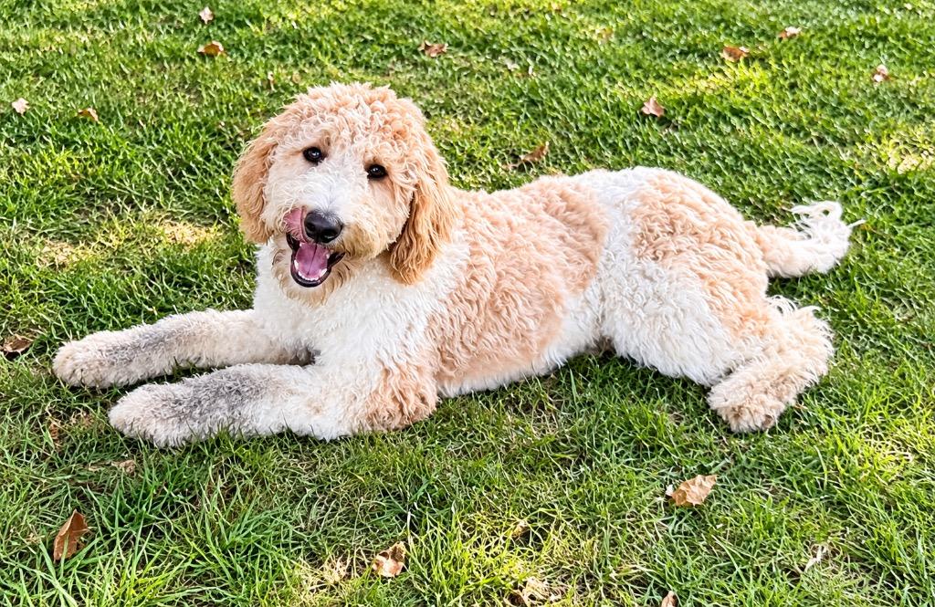 Enlarge Kookie, a Adoptable Golden Retriever in West Bloomfield, MI image 5/5