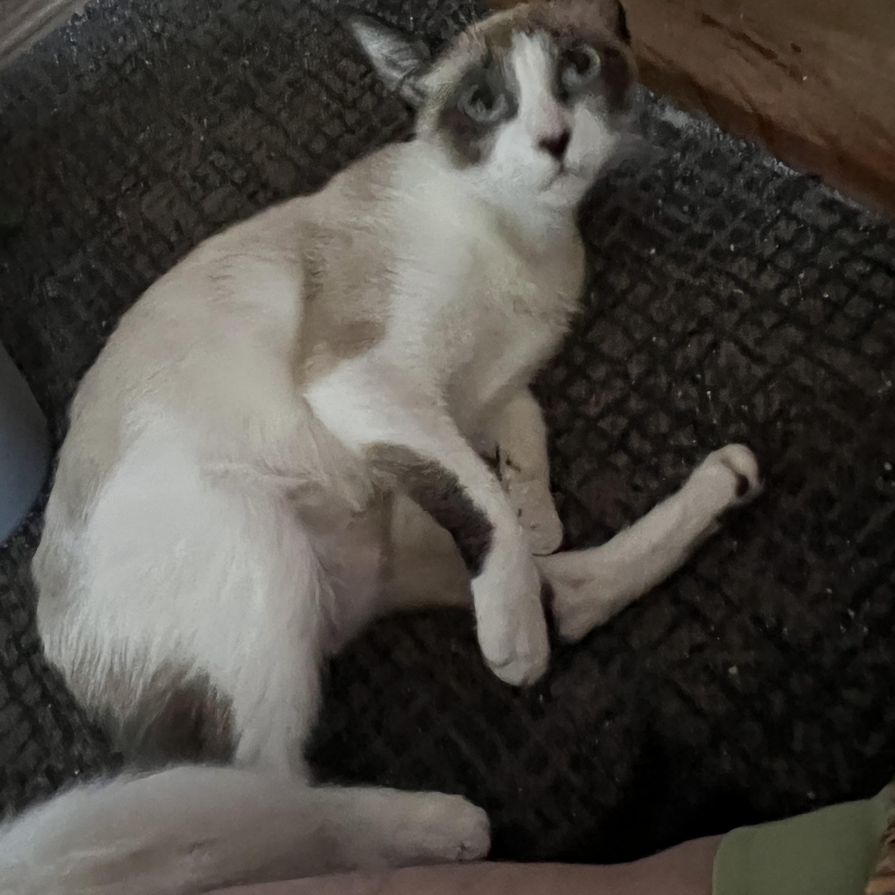 Enlarge MIRACLE THE BEAUTIFUL!!!!, a Adoptable mixed breed in Cantonment, FL image 1/6