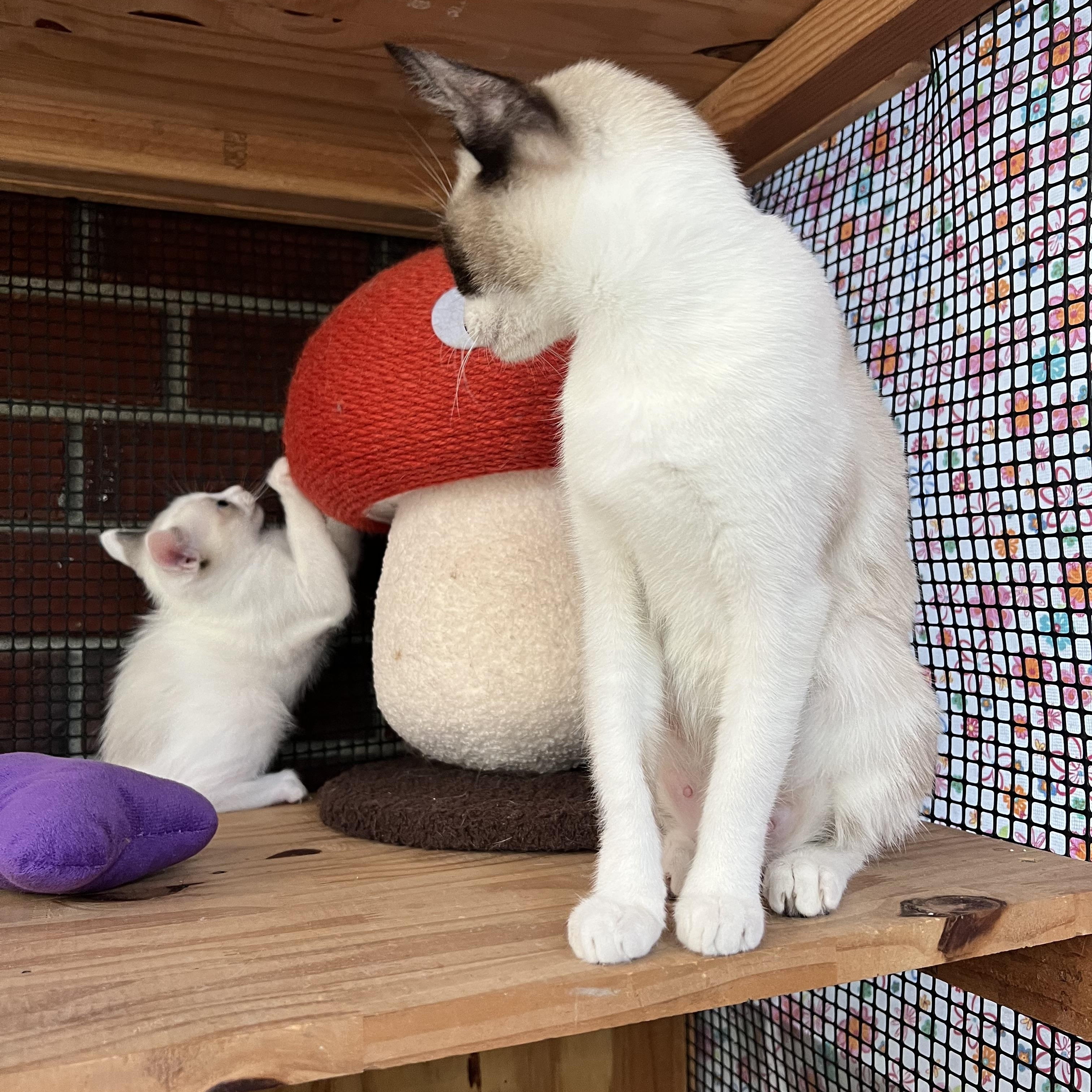 Enlarge MIRACLE THE BEAUTIFUL!!!!, a Adoptable mixed breed in Cantonment, FL image 2/6