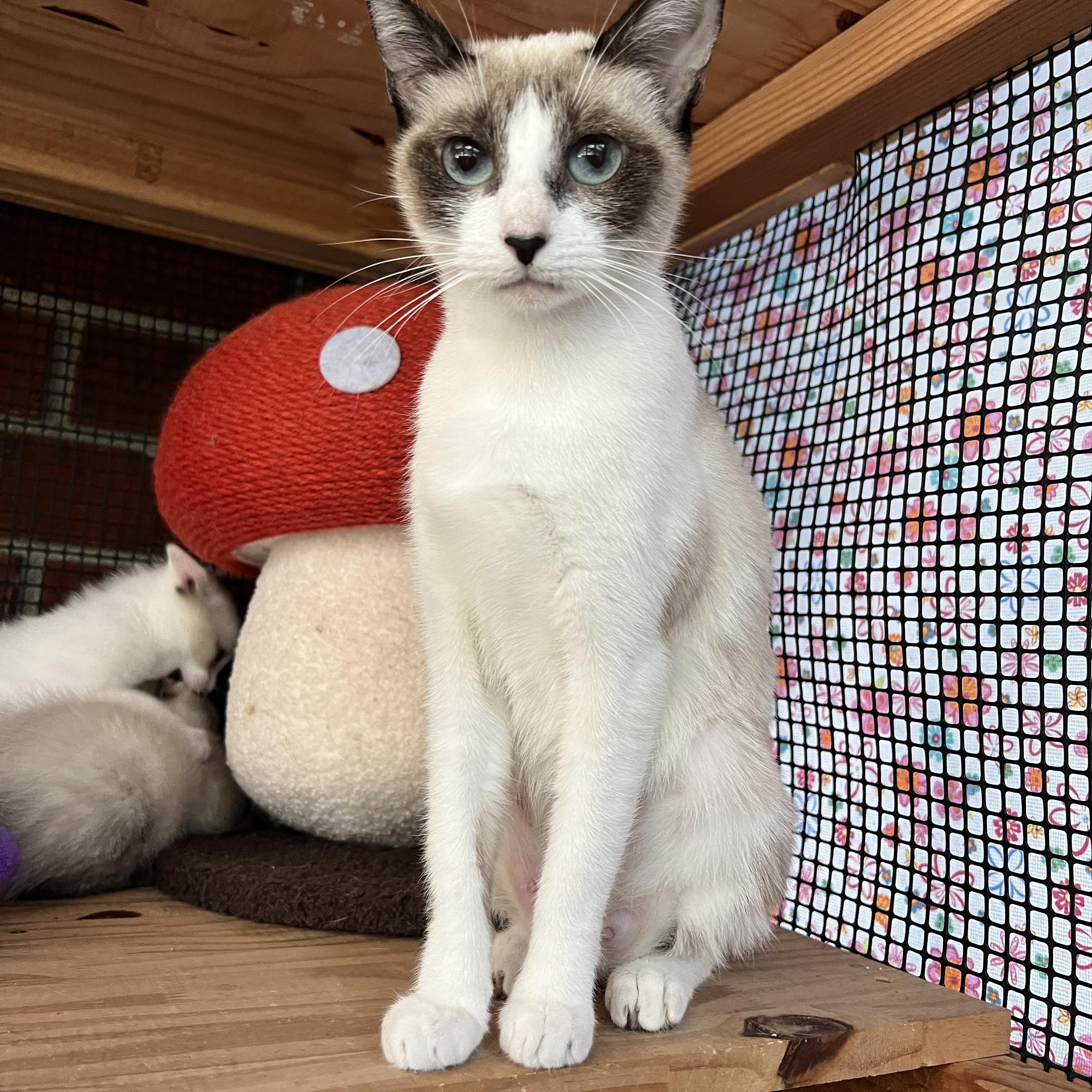 Enlarge MIRACLE THE BEAUTIFUL!!!!, a Adoptable mixed breed in Cantonment, FL image 3/6