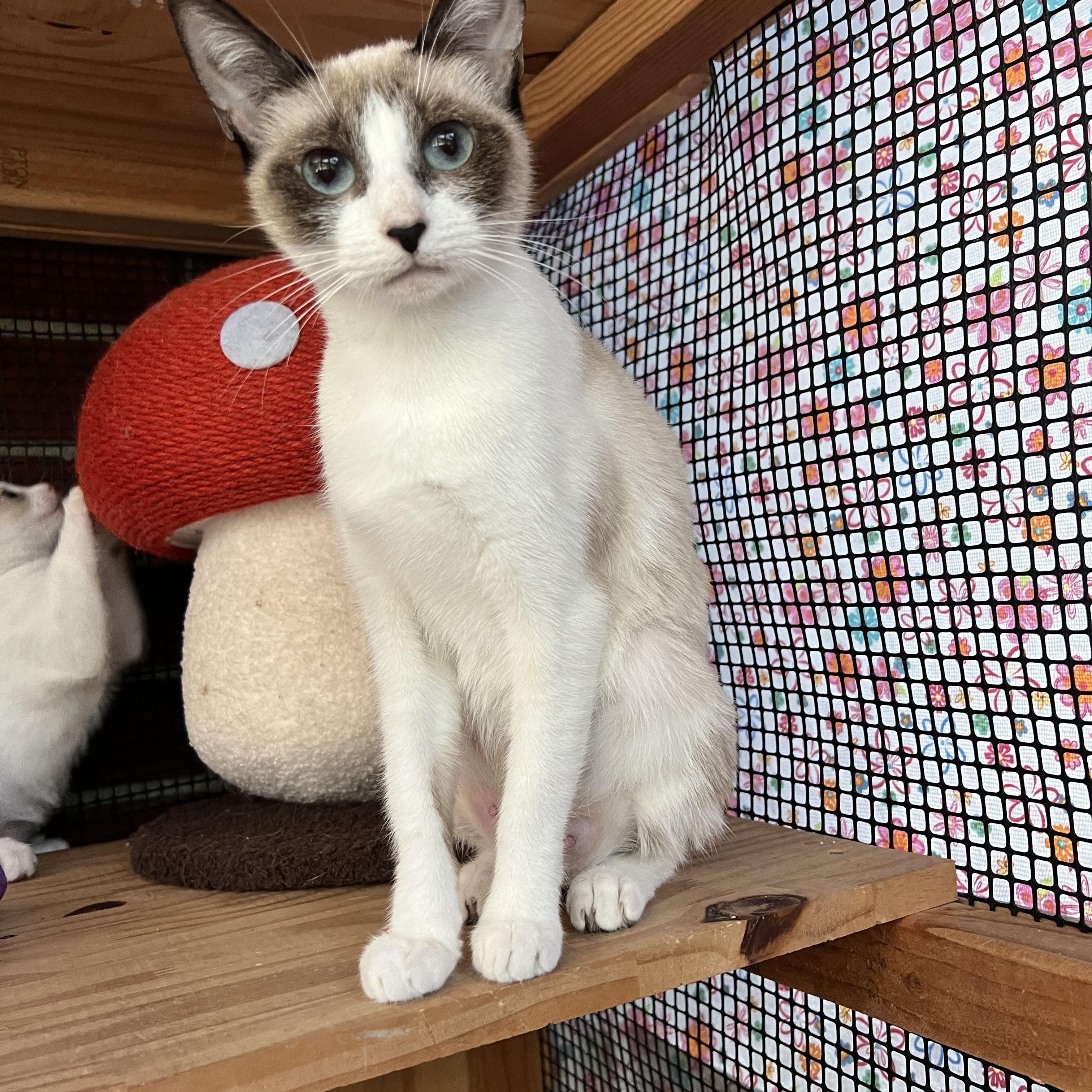 Enlarge MIRACLE THE BEAUTIFUL!!!!, a Adoptable mixed breed in Cantonment, FL image 4/6