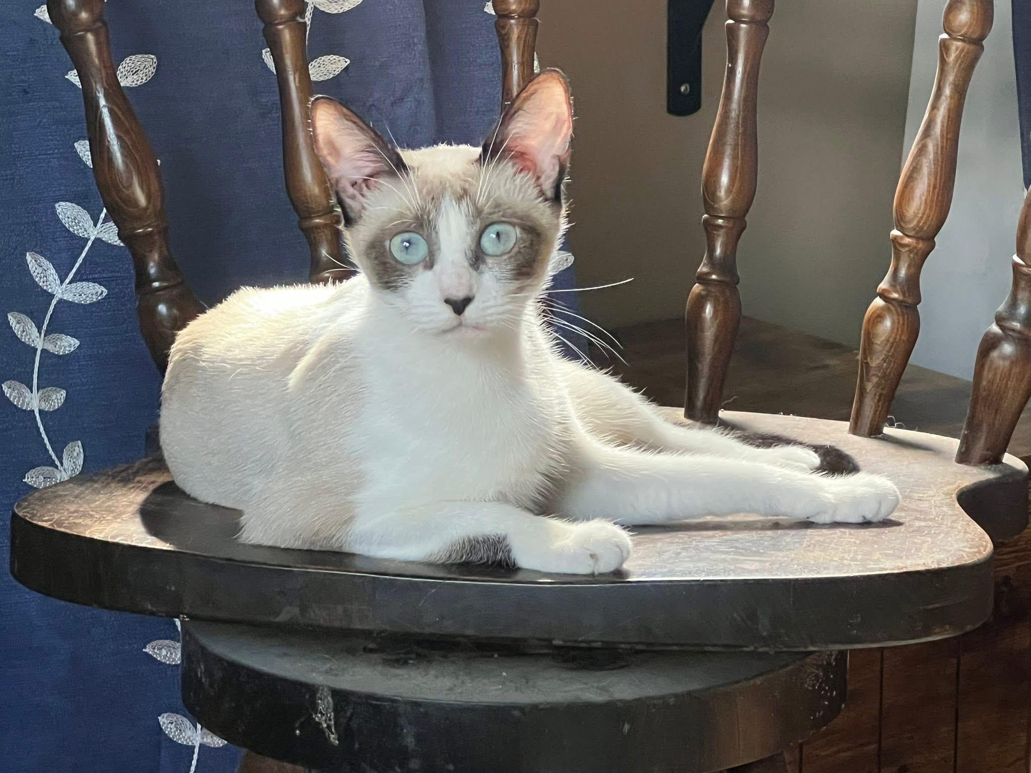 Enlarge MIRACLE THE BEAUTIFUL!!!!, a Adoptable mixed breed in Cantonment, FL image 5/6