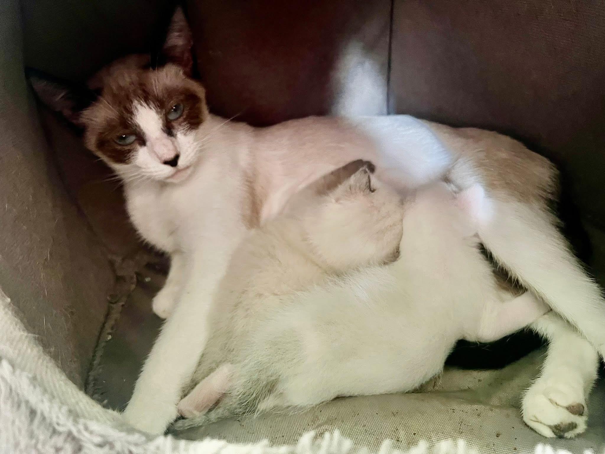 Enlarge MIRACLE THE BEAUTIFUL!!!!, a Adoptable mixed breed in Cantonment, FL image 6/6