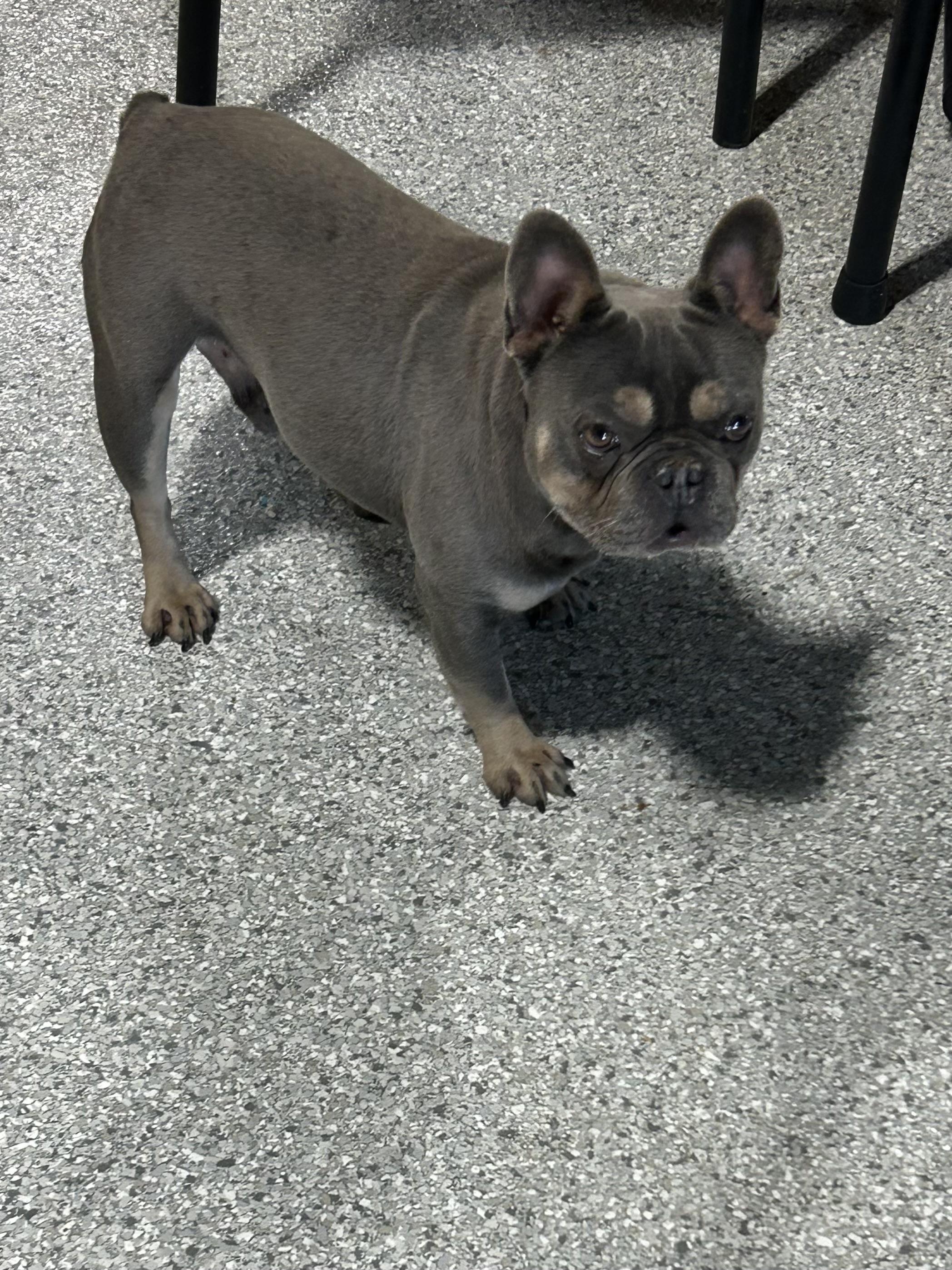 Enlarge Ham Sammich , a Adoptable French Bulldog in Maumee , OH image 4/4
