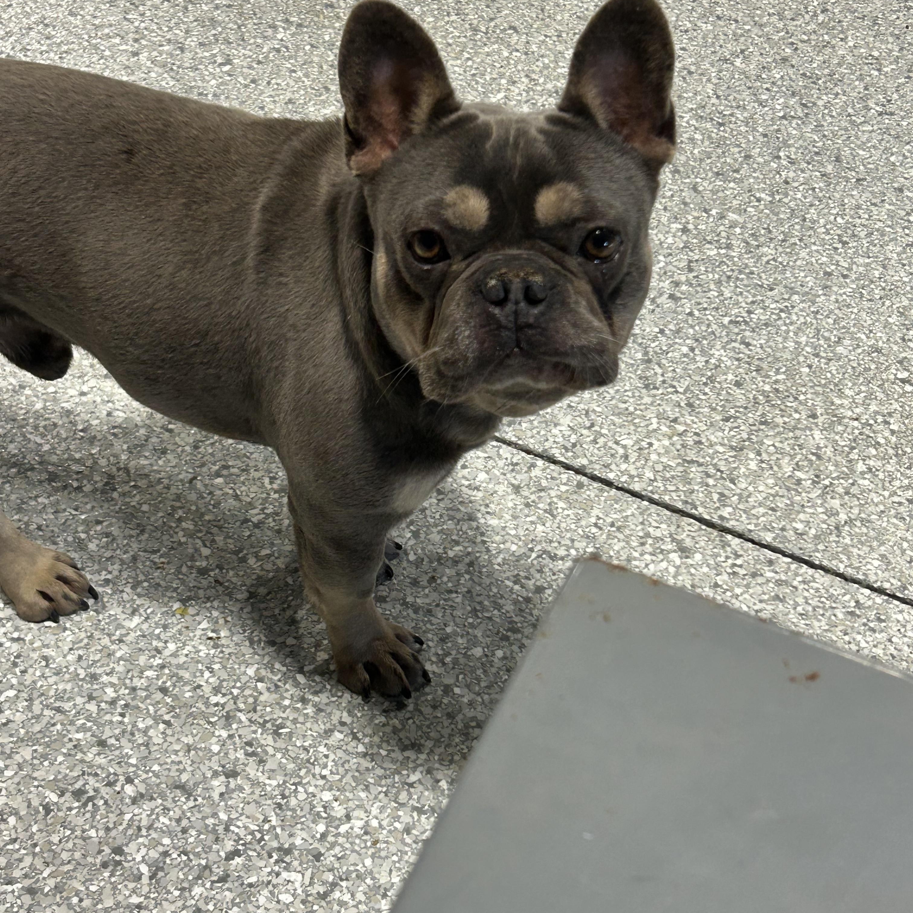 Enlarge Ham Sammich , a Adoptable French Bulldog in Maumee , OH image 1/4
