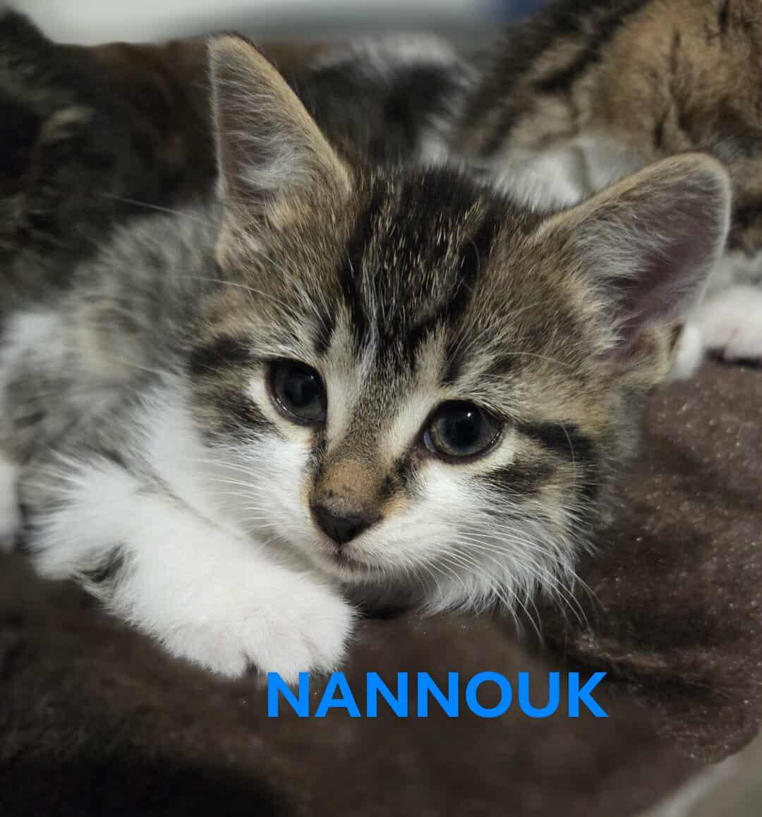 Nannouk