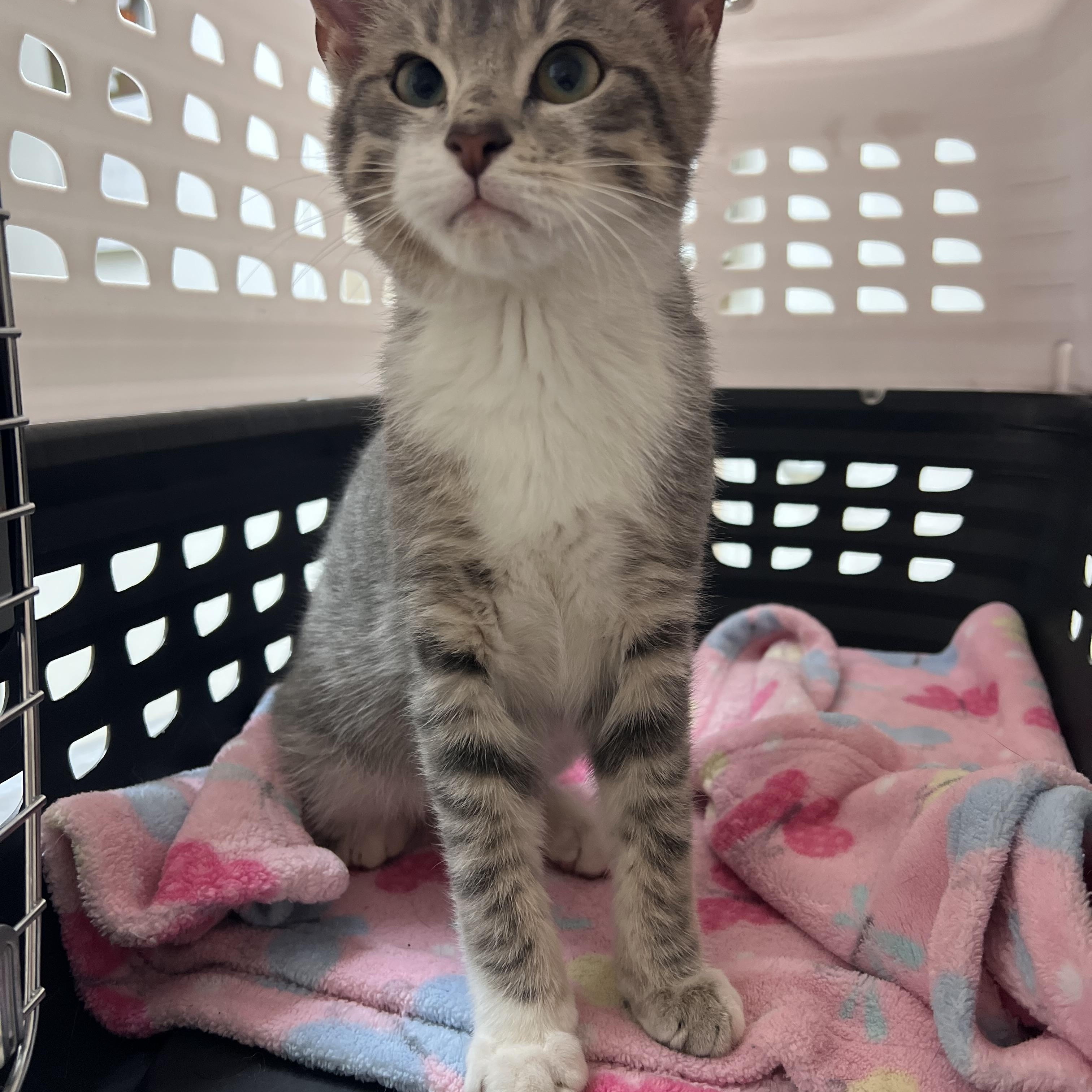 Enlarge Diesel, an adopted Domestic Short Hair in Winchester, KY image 1/6