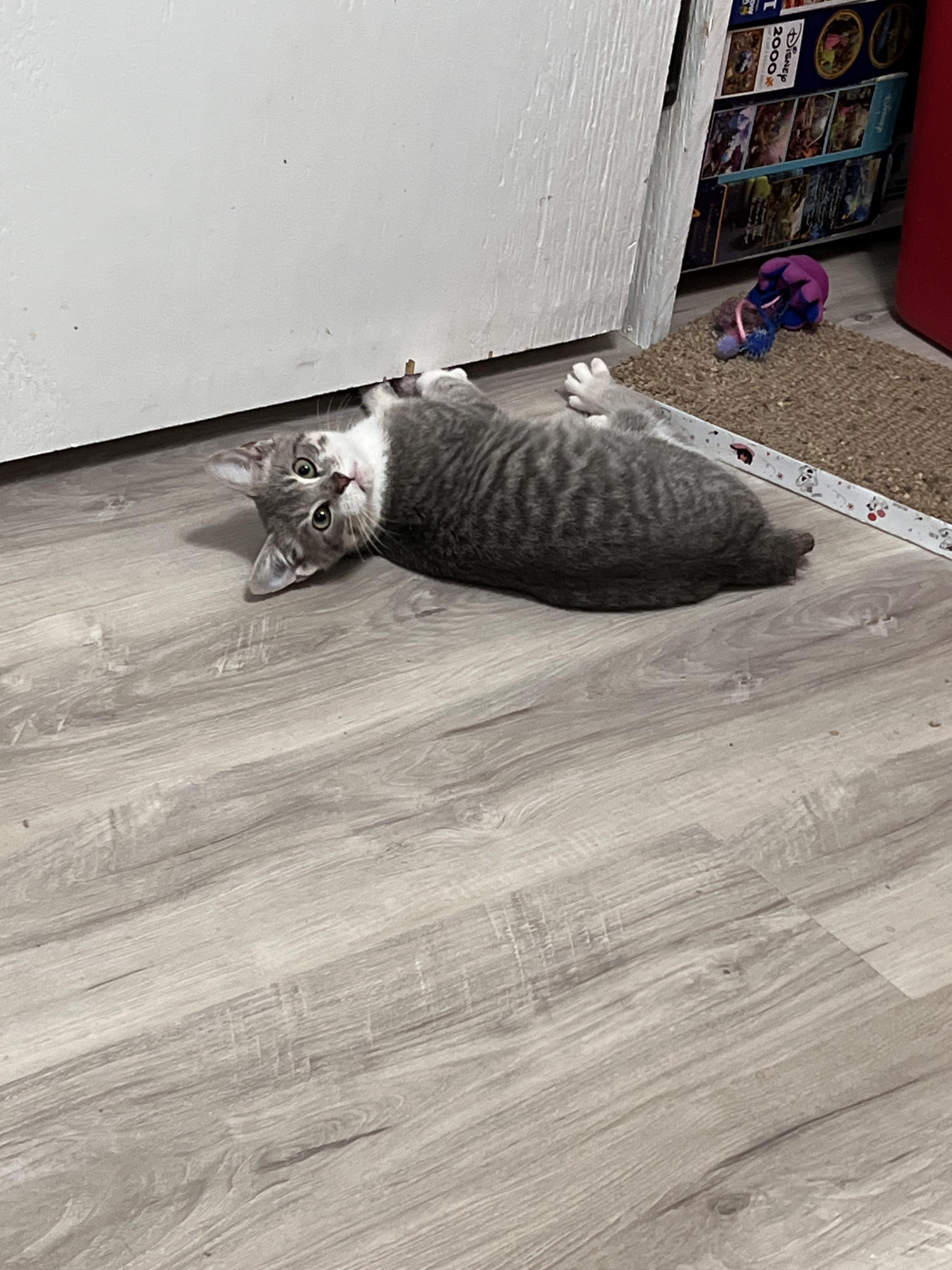 Enlarge Diesel, an adopted Domestic Short Hair in Winchester, KY image 3/6