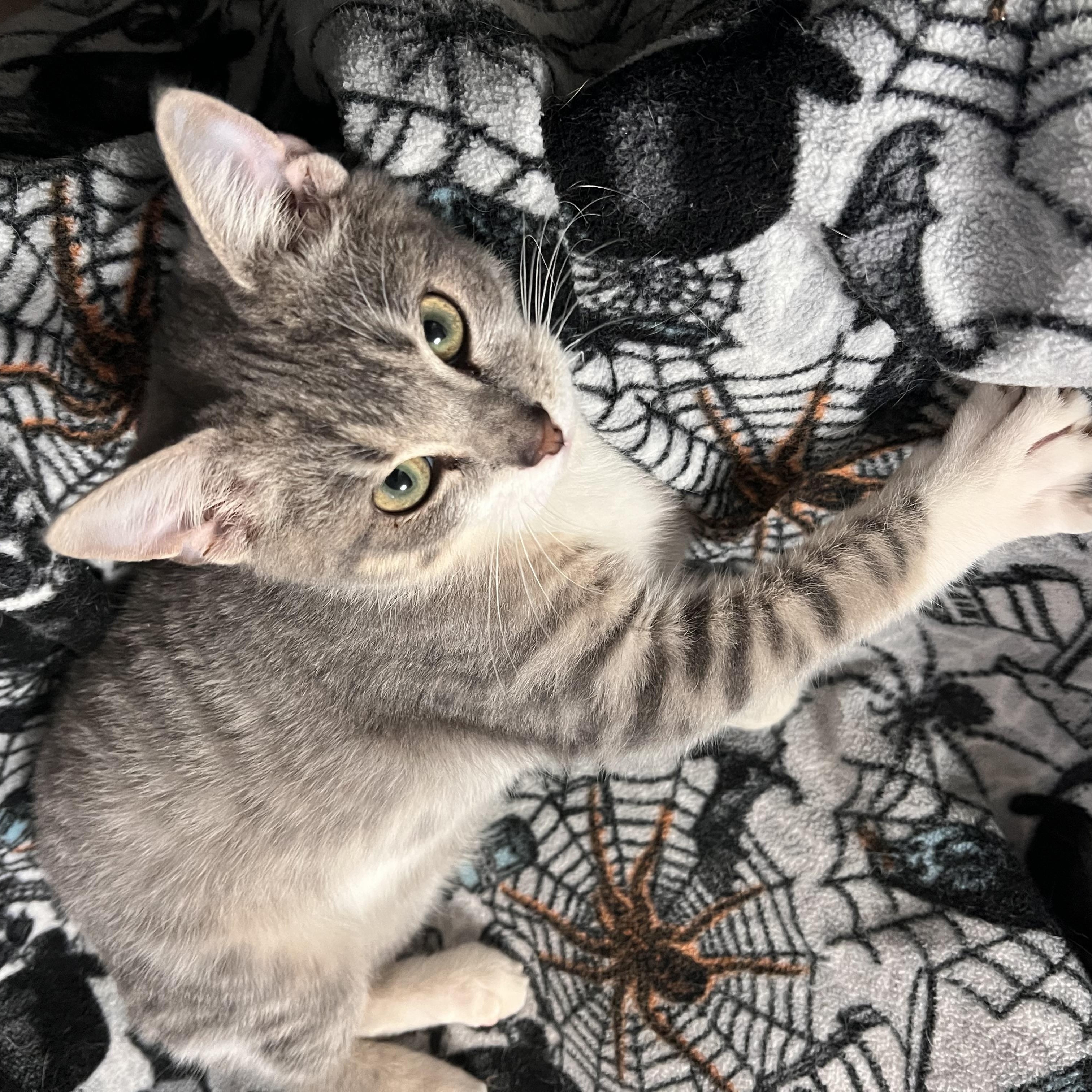 Enlarge Diesel, an adopted Domestic Short Hair in Winchester, KY image 4/6