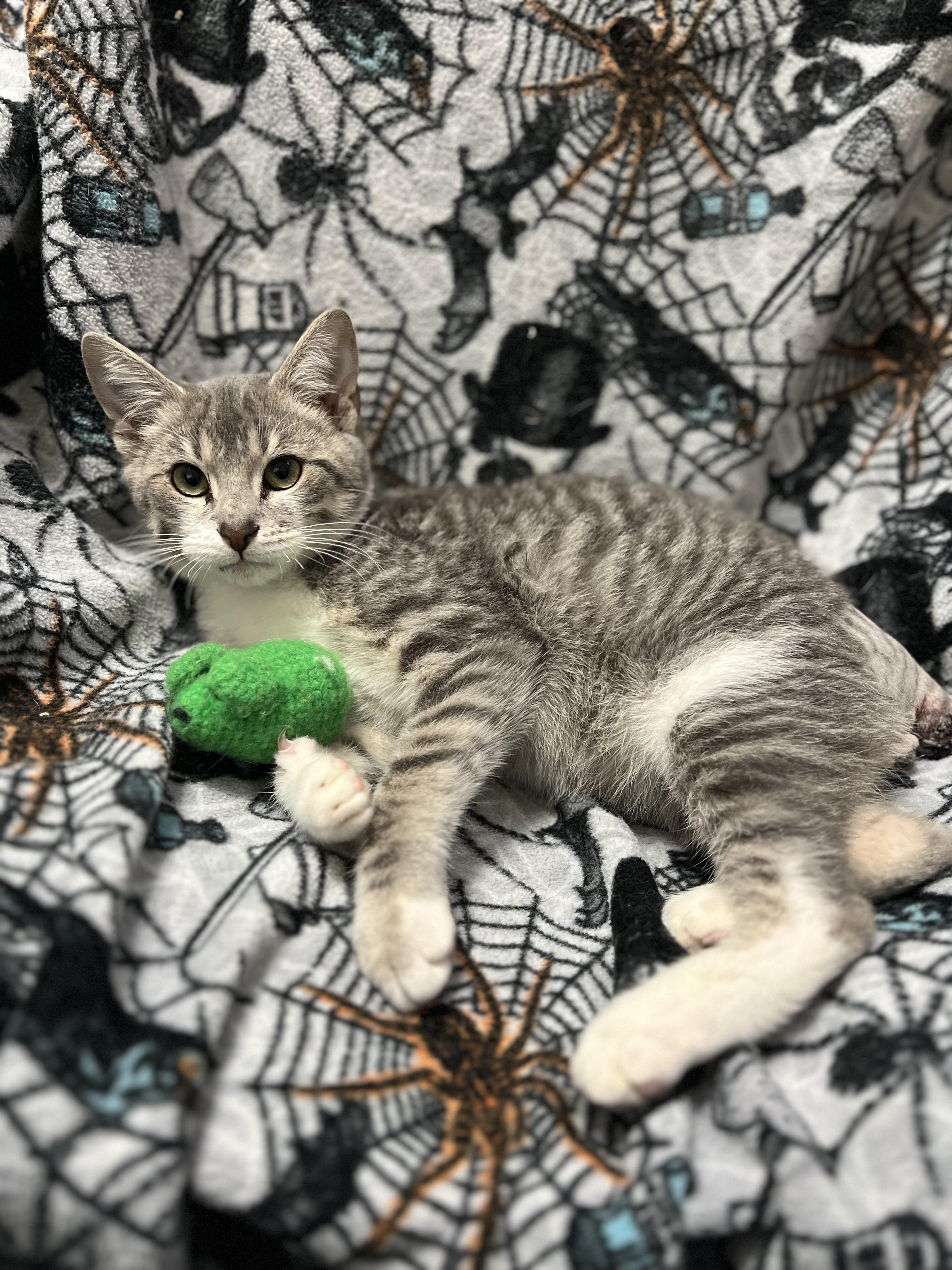 Enlarge Diesel, an adopted Domestic Short Hair in Winchester, KY image 5/6