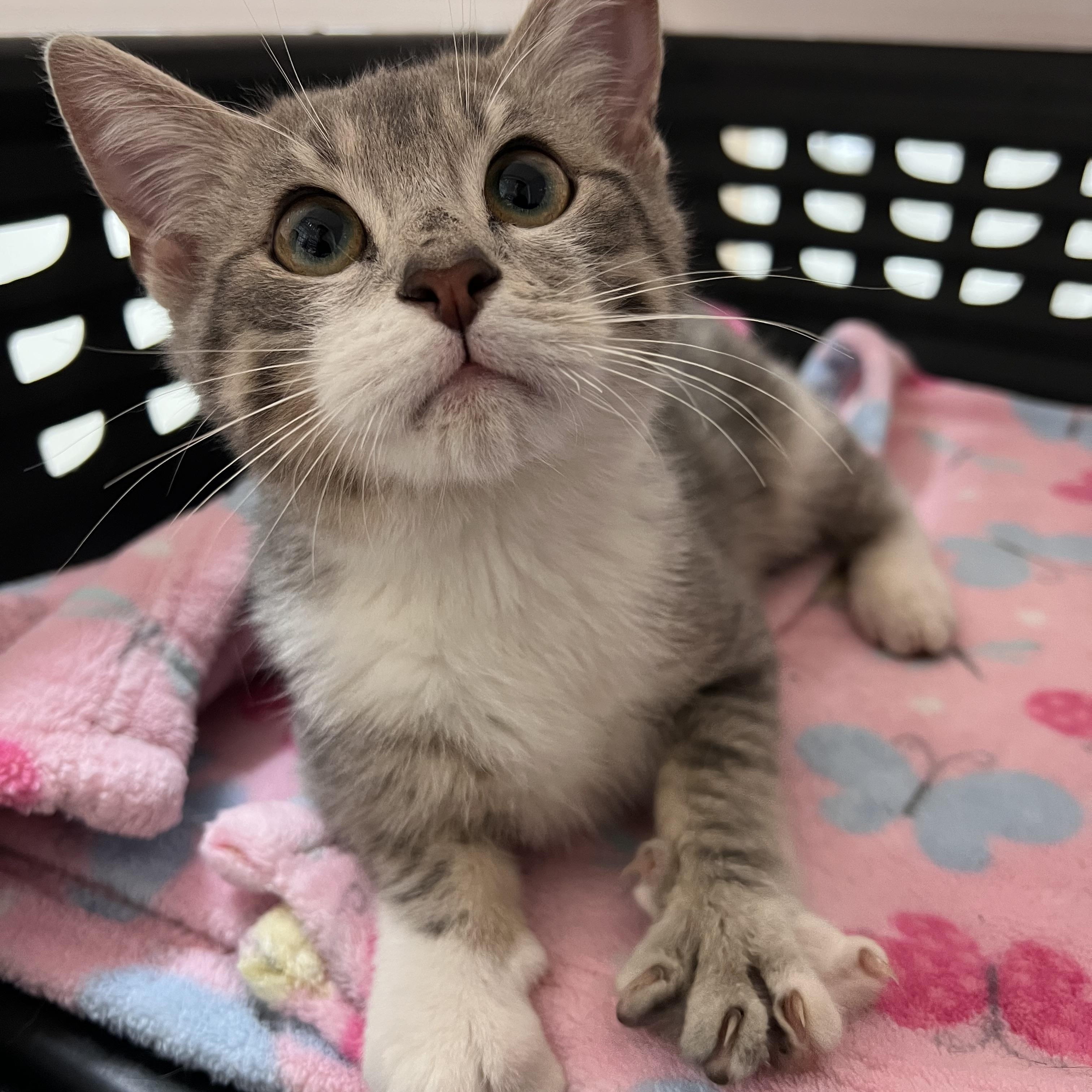 Enlarge Diesel, an adopted Domestic Short Hair in Winchester, KY image 6/6