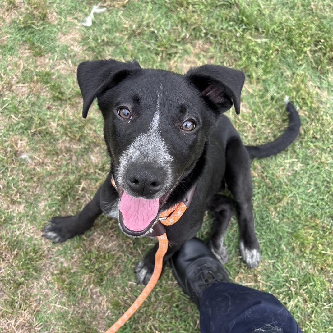 Cinch, a ADOPTABLE mixed breed in Stillwater, OK image 1/3