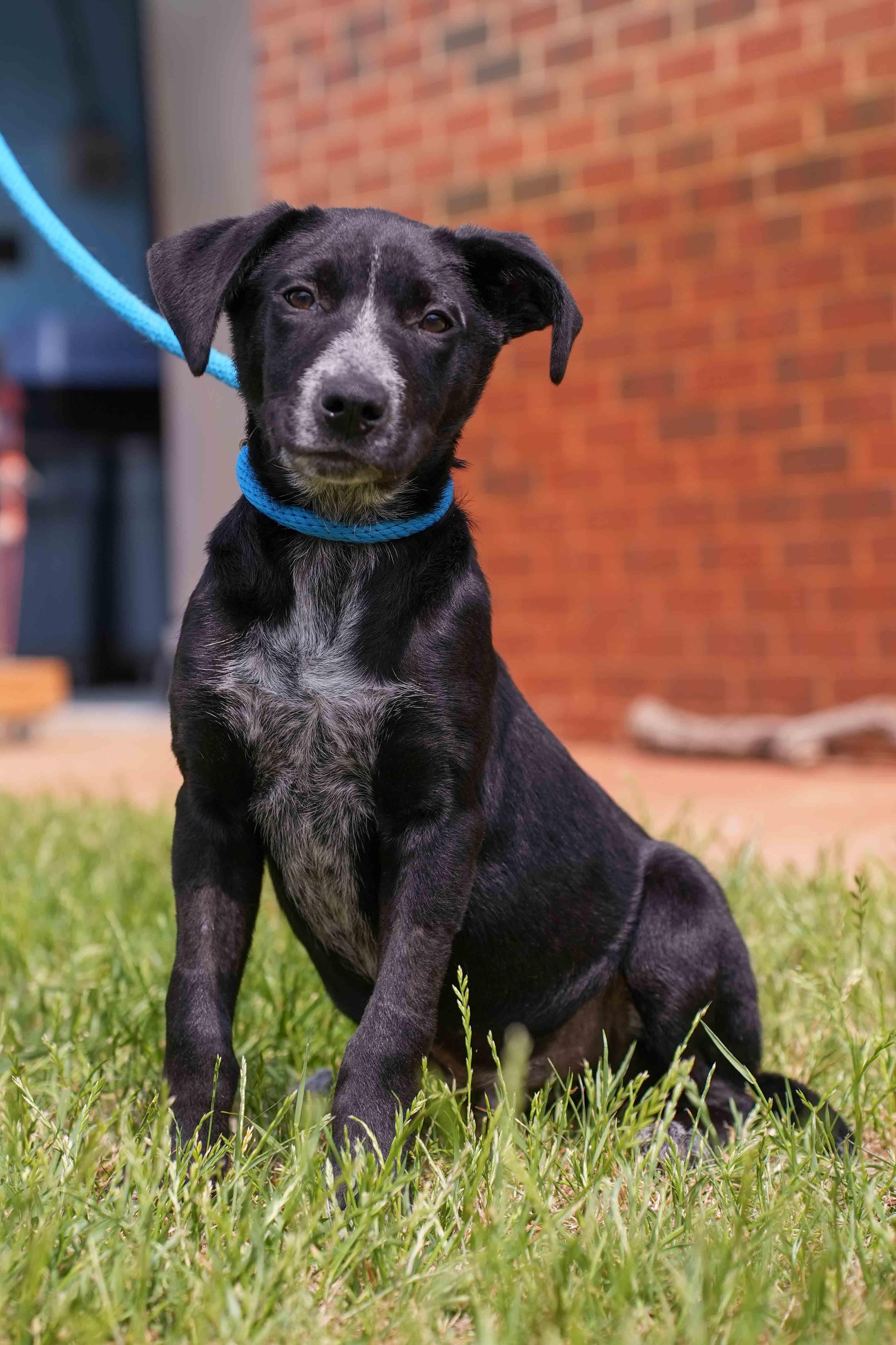 Cinch, a ADOPTABLE mixed breed in Stillwater, OK image 2/3