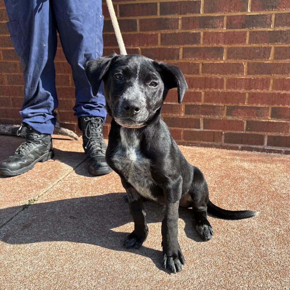 Cinch, a ADOPTABLE mixed breed in Stillwater, OK image 3/3