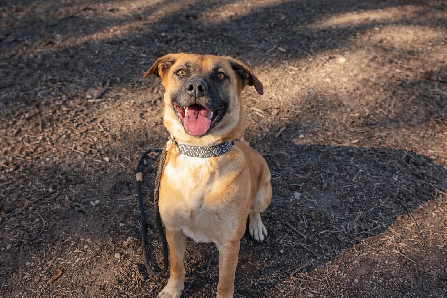 Honey, a ADOPTABLE mixed breed in Tehachapi, CA image 4/5