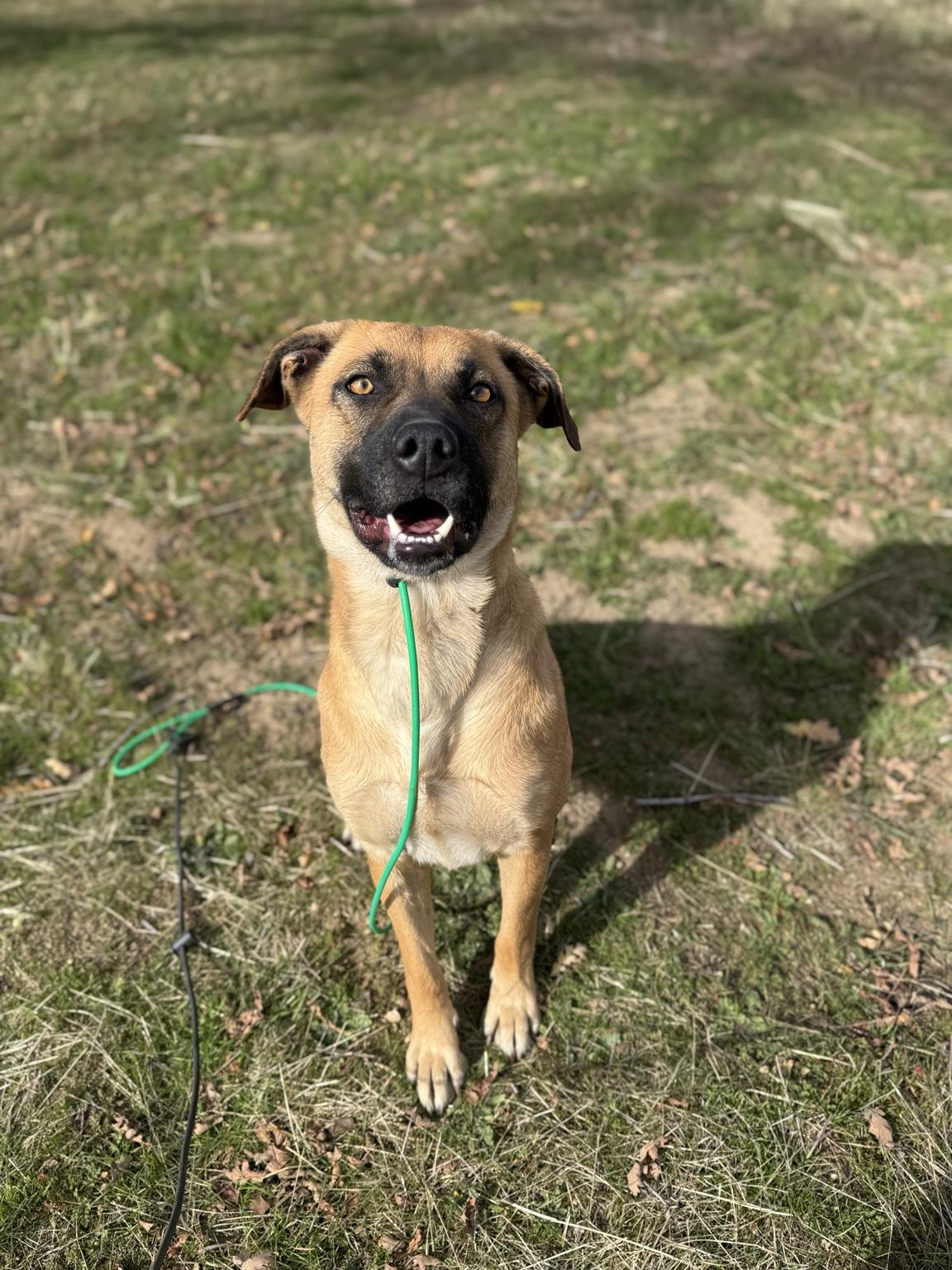 Honey, a ADOPTABLE mixed breed in Tehachapi, CA image 5/5