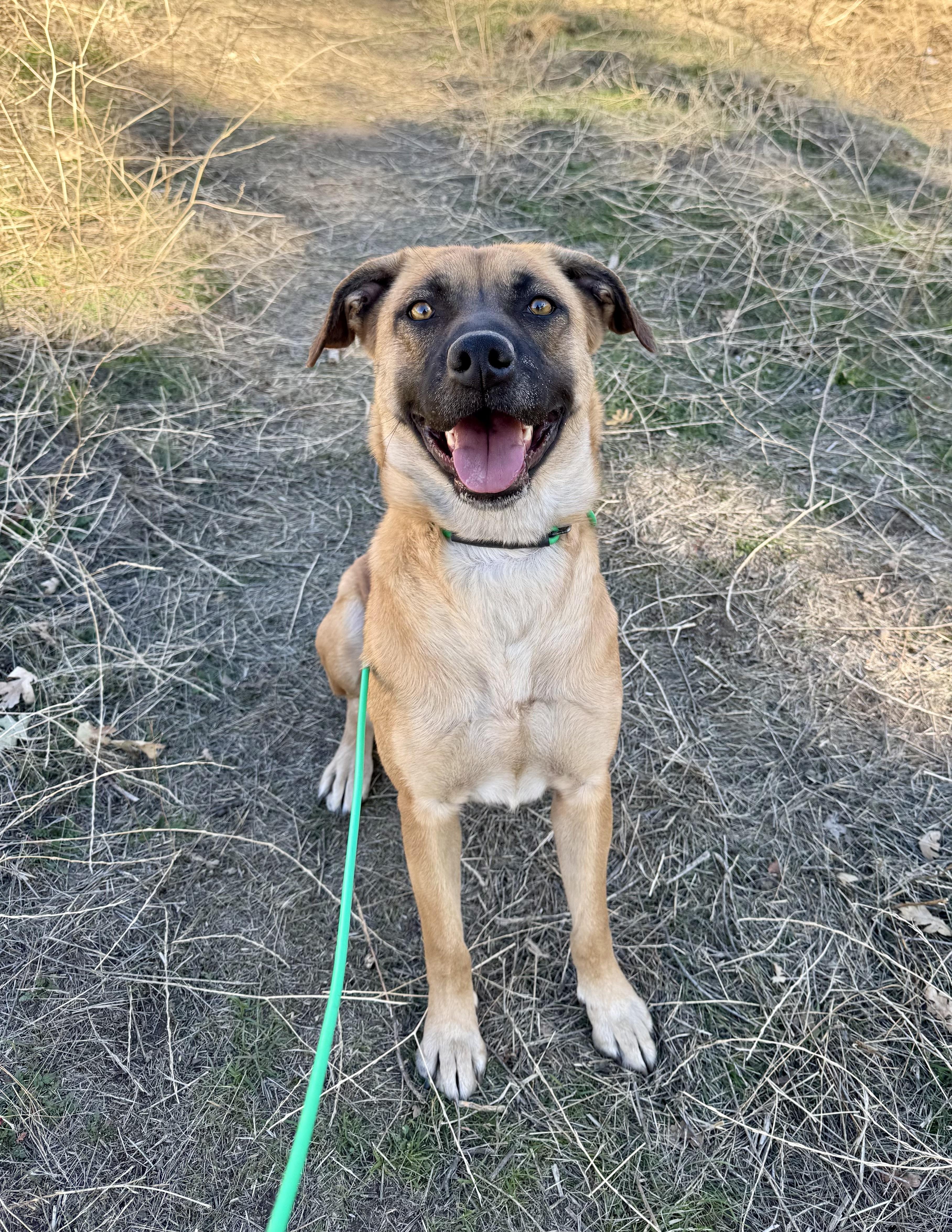 Honey, a ADOPTABLE mixed breed in Tehachapi, CA image 3/5