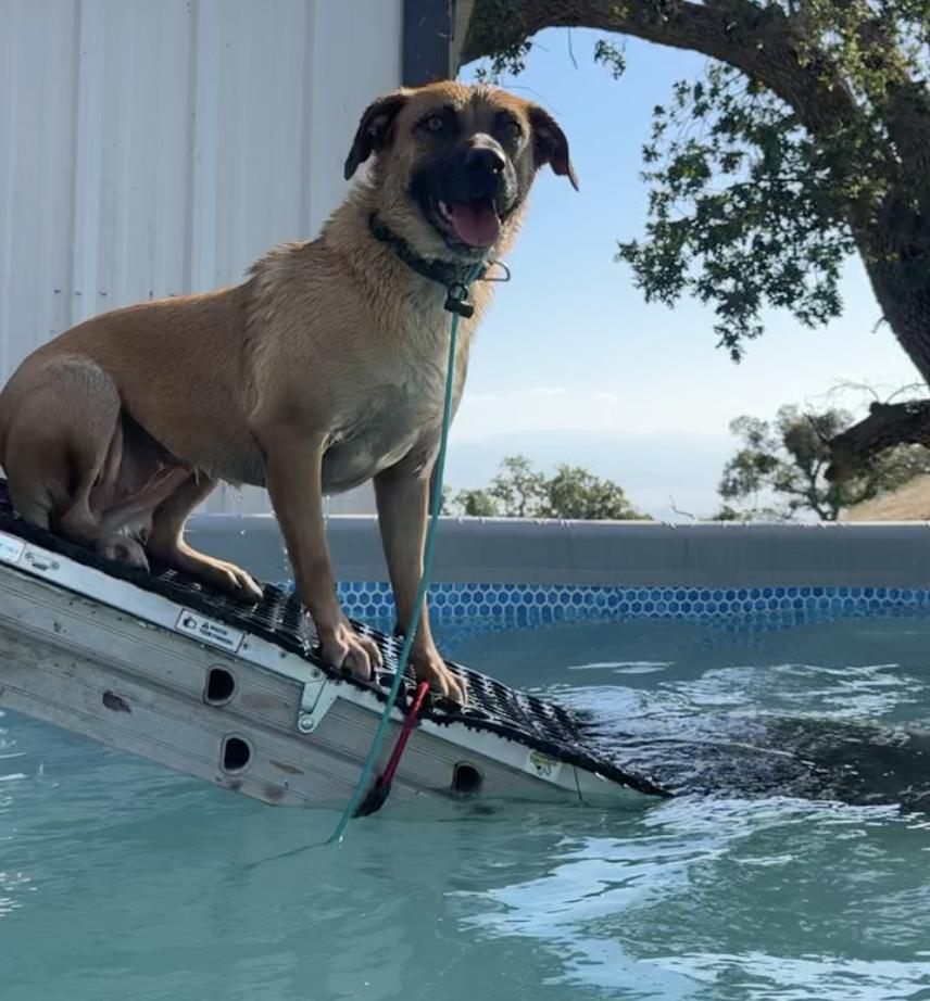 Honey, a ADOPTABLE mixed breed in Tehachapi, CA image 2/5