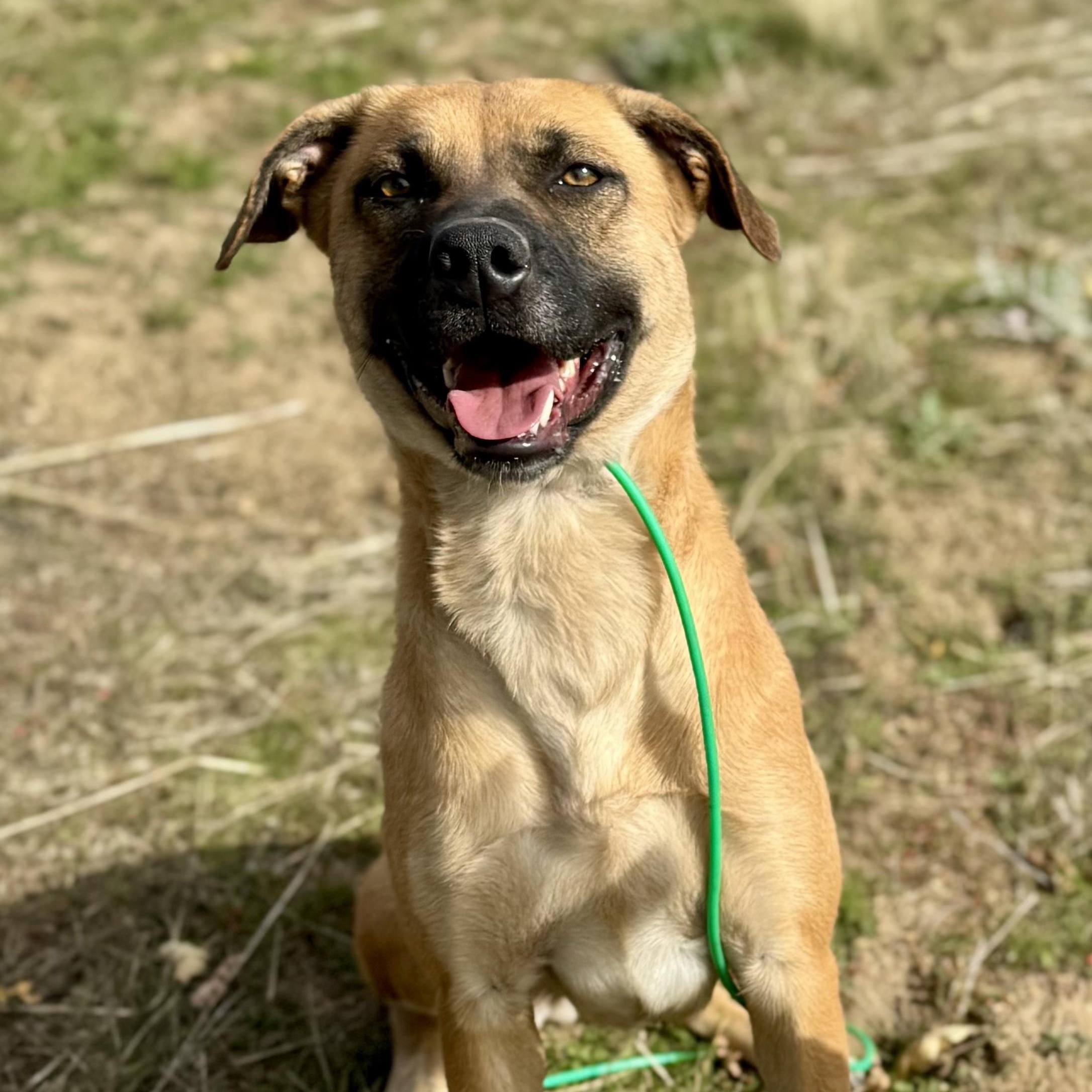 Honey, a ADOPTABLE mixed breed in Tehachapi, CA image 1/5