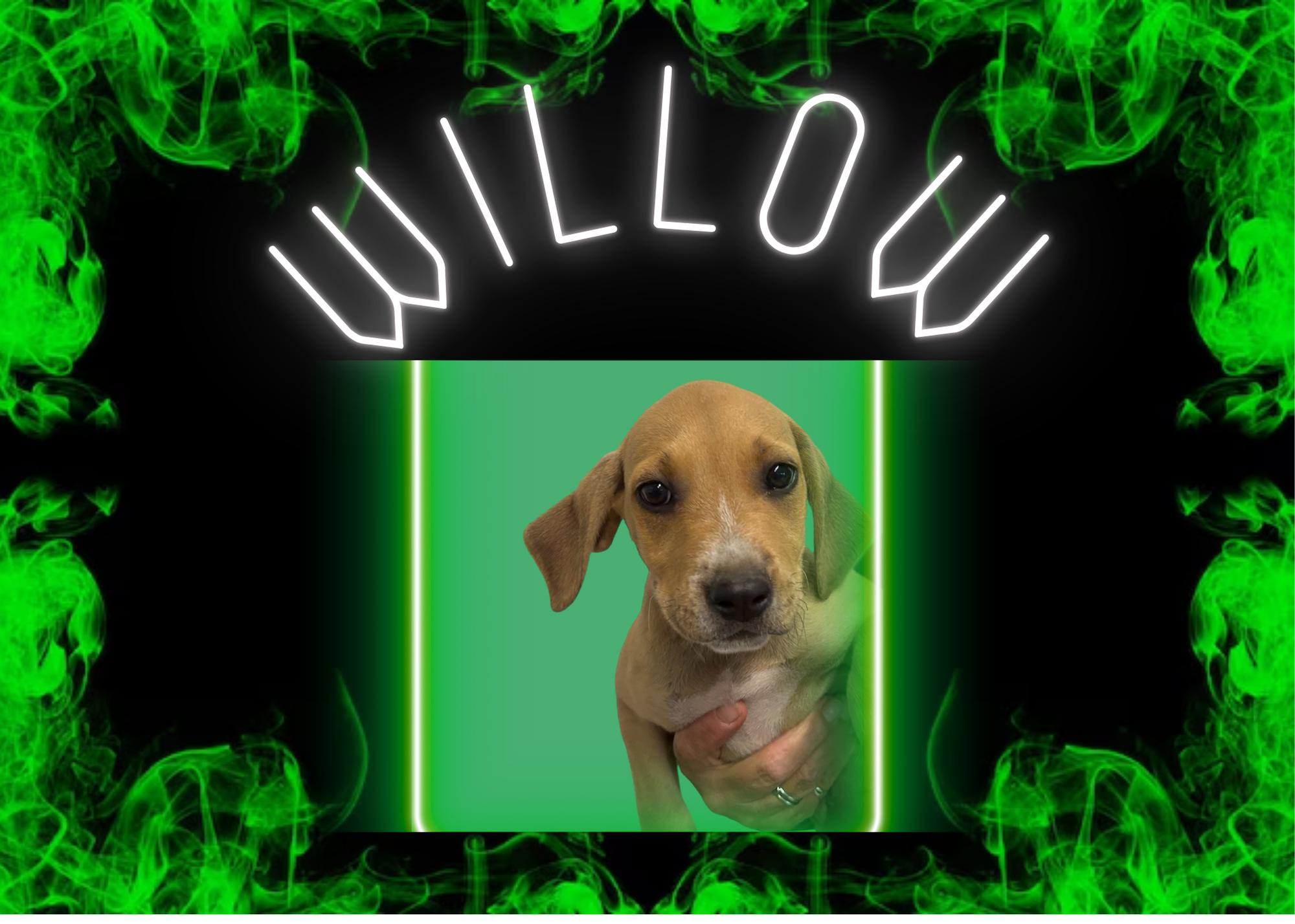 Willow