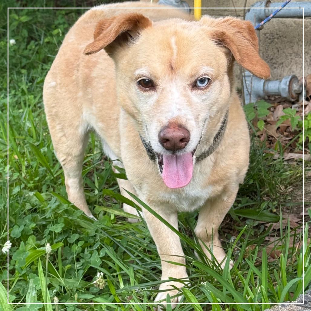 Enlarge Bogie, a Adoptable mixed breed in Little Rock, AR image 1/6
