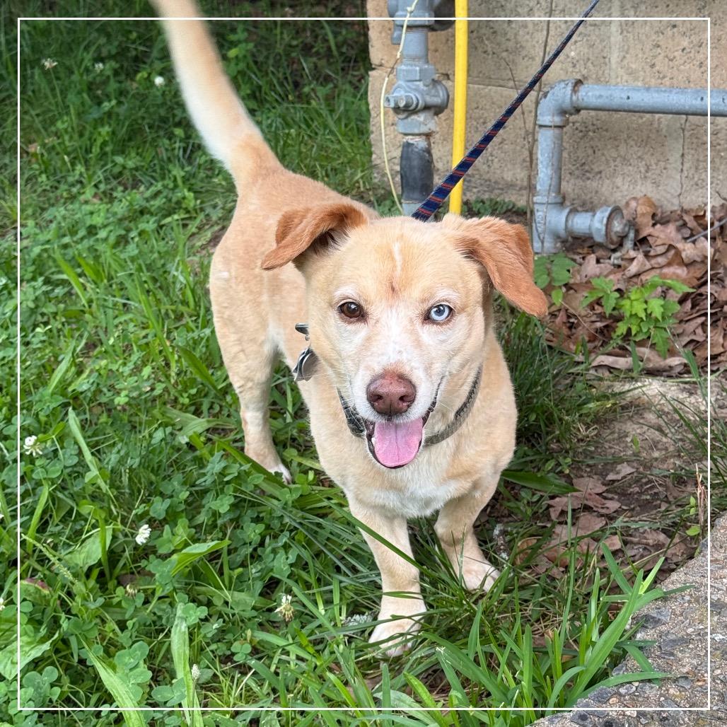 Enlarge Bogie, a Adoptable mixed breed in Little Rock, AR image 3/6
