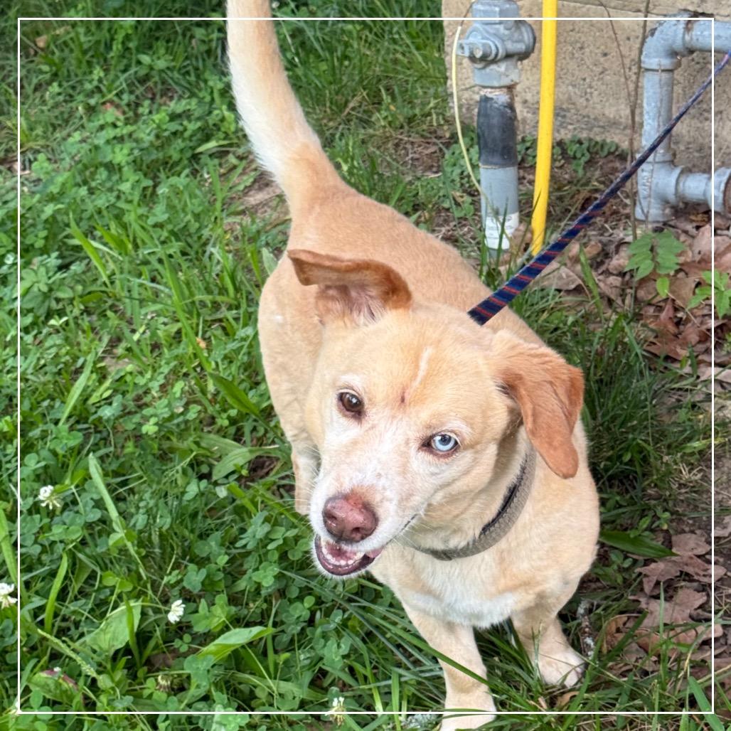 Enlarge Bogie, a Adoptable mixed breed in Little Rock, AR image 4/6