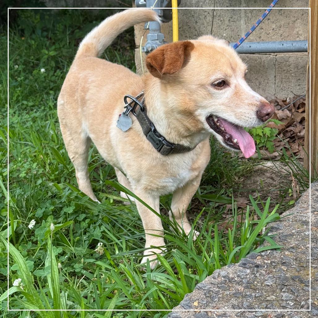 Enlarge Bogie, a Adoptable mixed breed in Little Rock, AR image 5/6
