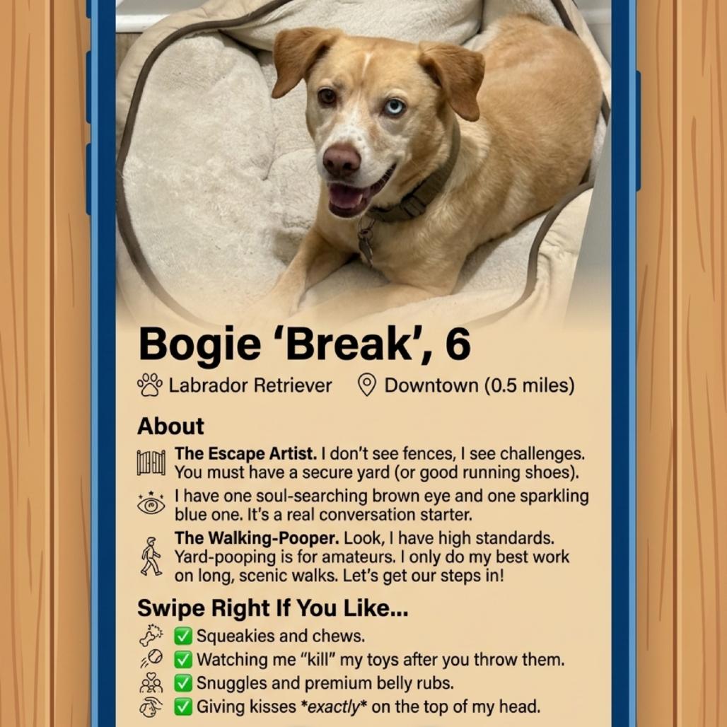 Enlarge Bogie, a Adoptable mixed breed in Little Rock, AR image 6/6